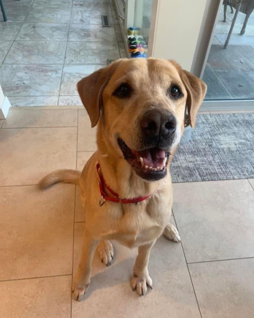 Lab lovers 🔊 we have your boy!! Meet handsome, smart and well behaved Dallas. 

Just like his city namesake, Dallas is big - 95 lbs of yellow lab love. Some stats on our sweet lug…
Great with dogs ✅ 
Nice to cats ✅ 
Fully potty trained and crate trained ✅✅
Walks well on a leash ✅
Knows many basic commands such as sit, stay and down ✅✅✅
Loves snuggles and playtime equally ✅✅

Like many labs, Dallas tore his ACL playing with his friends, but we are covering his surgery and he should have no long term effects. He also prefers a home without small children, but would welcome other animals living with him. 

Here are a few words from one of our volunteers/fosters who has spent time with Dallas in her home:

“From my experience I can say he is such a good boy! Dallas is crate trained, fully potty trained, knows commands like sit, shake, and down. He is good on a leash and enjoys his walks. He is a very happy boy and loves attention and belly rubs. He also LOVES to play fetch. Dallas enjoys meeting other dogs and seems to ignore our cat so far. He is perfect for anyone looking for a classic happy-go-lucky lab.”

What a very good boy! Fill out an app to bring this handsome labby pup home! 💛💛💛

<a target='_blank' href='https://www.instagram.com/explore/tags/adoptme/'>#adoptme</a> <a target='_blank' href='https://www.instagram.com/explore/tags/lab/'>#lab</a> <a target='_blank' href='https://www.instagram.com/explore/tags/rescuelab/'>#rescuelab</a> <a target='_blank' href='https://www.instagram.com/explore/tags/rescuedog/'>#rescuedog</a> <a target='_blank' href='https://www.instagram.com/explore/tags/bigboy/'>#bigboy</a> <a target='_blank' href='https://www.instagram.com/explore/tags/yellowlab/'>#yellowlab</a> <a target='_blank' href='https://www.instagram.com/explore/tags/dogsofstl/'>#dogsofstl</a> <a target='_blank' href='https://www.instagram.com/explore/tags/dogsofstlouis/'>#dogsofstlouis</a> <a target='_blank' href='https://www.instagram.com/explore/tags/homefortheholidays/'>#homefortheholidays</a> <a target='_blank' href='https://www.instagram.com/explore/tags/pickme/'>#pickme</a> <a target='_blank' href='https://www.instagram.com/explore/tags/handsome/'>#handsome</a> <a target='_blank' href='https://www.instagram.com/explore/tags/labrador/'>#labrador</a>