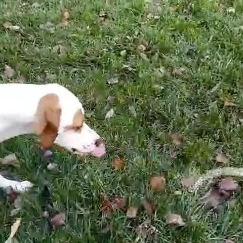 Happy <a target='_blank' href='https://www.instagram.com/explore/tags/tongueouttuesday/'>#tongueouttuesday</a>! Adoptable Issac loves helping his foster mom in the yard. Though, we’re not sure how much work gets done with this happy hound around. Issac is less that 2 years-old and your typical, young, goofy, <a target='_blank' href='https://www.instagram.com/explore/tags/cuteaf/'>#cuteaf</a> pointer. Looking to add some fun to your routine? Click the link in our profile to complete an adoption application. 
🐾
🐾
<a target='_blank' href='https://www.instagram.com/explore/tags/pointer/'>#pointer</a> <a target='_blank' href='https://www.instagram.com/explore/tags/dog/'>#dog</a> <a target='_blank' href='https://www.instagram.com/explore/tags/dogs/'>#dogs</a> <a target='_blank' href='https://www.instagram.com/explore/tags/adoptpurelove/'>#adoptpurelove</a> <a target='_blank' href='https://www.instagram.com/explore/tags/pointersofinstagram/'>#pointersofinstagram</a> <a target='_blank' href='https://www.instagram.com/explore/tags/apr/'>#apr</a> <a target='_blank' href='https://www.instagram.com/explore/tags/dogsofinstagram/'>#dogsofinstagram</a>  <a target='_blank' href='https://www.instagram.com/explore/tags/puppy/'>#puppy</a>