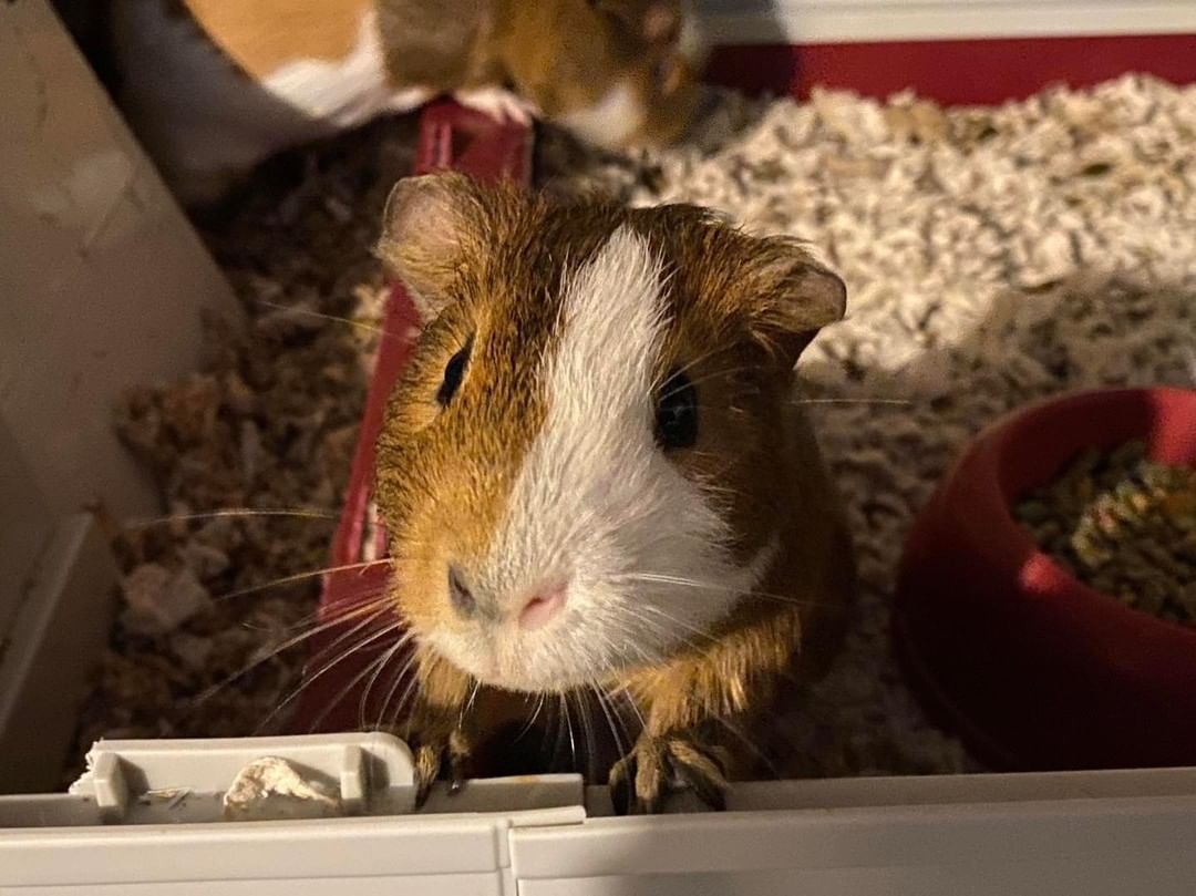 **HOME-TO-HOME ADOPTION**

S’more and Skelly are bonded father and son Piggies who are looking for their new home. 
They both love veggies and will squeak as soon as they hear you are home, as they love their afternoon veggie treats. 

If you are interested in these two sweet boys, please message us your contact info and we’ll pass it along to their current owner.