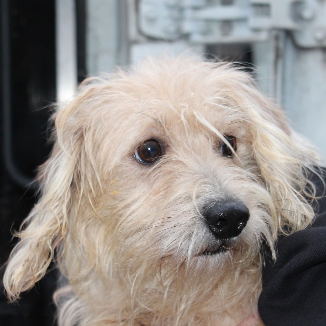 ❗️NEWS❗️ 23 dogs rescued from hoarding just arrived at our West Chester Campus. Saved by a PA shelter who asked for our help, we’ll medically evaluate each dog and groom those in poor condition. A few might be ready for adoption tomorrow, more in the coming days, and some are going to fosters. We’re accepting this large intake on top of our daily local work as one of the region’s only open access shelter; that means we take lost/stray animals from our service areas regardless of medical and behavior needs. Please support this important work with a <a target='_blank' href='https://www.instagram.com/explore/tags/GivingTuesday/'>#GivingTuesday</a> donation, with each $1 donated matched by a donor, up to $50,000: bvspca.org/givingtuesday (link in profile) <a target='_blank' href='https://www.instagram.com/explore/tags/givingtuesday2021/'>#givingtuesday2021</a> <a target='_blank' href='https://www.instagram.com/explore/tags/dachshund/'>#dachshund</a> <a target='_blank' href='https://www.instagram.com/explore/tags/shihtzu/'>#shihtzu</a> <a target='_blank' href='https://www.instagram.com/explore/tags/yorkie/'>#yorkie</a> <a target='_blank' href='https://www.instagram.com/explore/tags/bvspca/'>#bvspca</a>