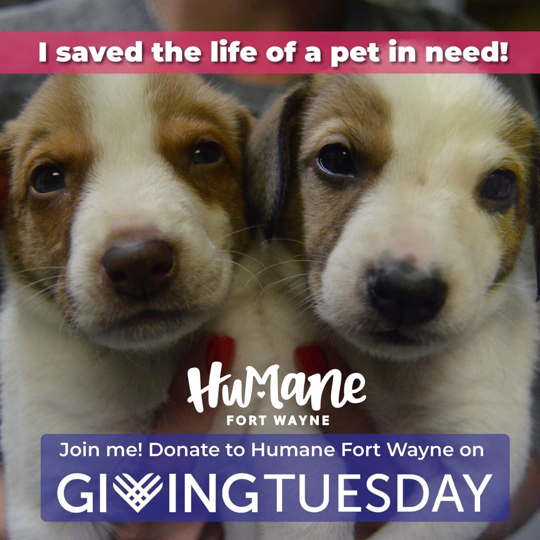 Today, November 30, 2021, donations to Humane Fort Wayne will be matched dollar for dollar by a variety of generous sponsors for <a target='_blank' href='https://www.instagram.com/explore/tags/GivingTuesday/'>#GivingTuesday</a>! ❤

We will be going live on Facebook once an hour between 9AM and 7PM so you can learn more about what we do here at Humane Fort Wayne! Keep up with our progress by following us on Facebook, Instagram, & Twitter!

As Fort Wayne's only nonprofit, 100% donor-funded animal shelter and low-cost spay/neuter and wellness clinic, we rely on the generosity of our community to help us to continue our mission. We are committed to serving pets and the people who love them, and now more than ever, we are here for you. Join us, please! Donate and post one of our pet graphics on your social media to show your support!

🐾 Donate online here: https://humanefw.org/donate/
🐾 Or you can call us at 260-744-0454 until 6:30pm to donate!