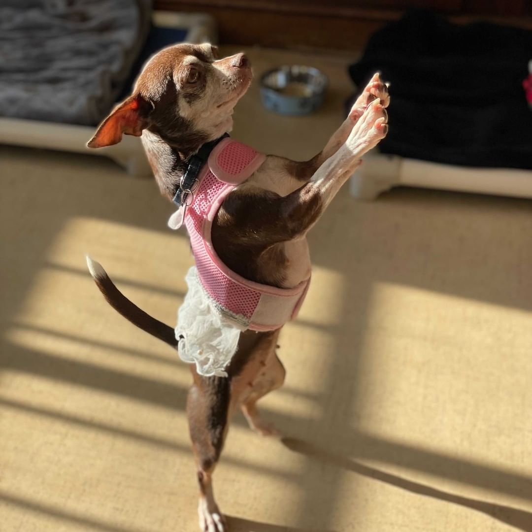<a target='_blank' href='https://www.instagram.com/explore/tags/24HoursOfGratitude/'>#24HoursOfGratitude</a> - Who says old dogs can’t learn new tricks?! Our mutts beg to differ with their fancy hind leg dancing routines! <a target='_blank' href='https://www.instagram.com/explore/tags/GivingTuesday/'>#GivingTuesday</a> Donate now to our matching campaign! Link in bio.