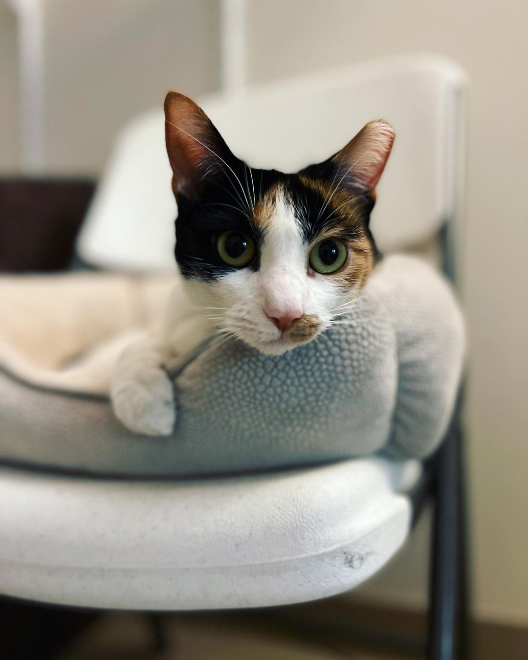 Hazel is just the cutest little calico you ever did see! 😍 She takes a little while to warm up to new people, but when she does, get ready for a snuggle bug for life! 🥰

<a target='_blank' href='https://www.instagram.com/explore/tags/cherrylandhumanesociety/'>#cherrylandhumanesociety</a> <a target='_blank' href='https://www.instagram.com/explore/tags/adoptcherryland/'>#adoptcherryland</a> <a target='_blank' href='https://www.instagram.com/explore/tags/adoptdontshop/'>#adoptdontshop</a> <a target='_blank' href='https://www.instagram.com/explore/tags/calico/'>#calico</a> <a target='_blank' href='https://www.instagram.com/explore/tags/catsofinstagram/'>#catsofinstagram</a> <a target='_blank' href='https://www.instagram.com/explore/tags/cutie/'>#cutie</a> <a target='_blank' href='https://www.instagram.com/explore/tags/snuggles/'>#snuggles</a> <a target='_blank' href='https://www.instagram.com/explore/tags/happycat/'>#happycat</a> <a target='_blank' href='https://www.instagram.com/explore/tags/companionanimal/'>#companionanimal</a>