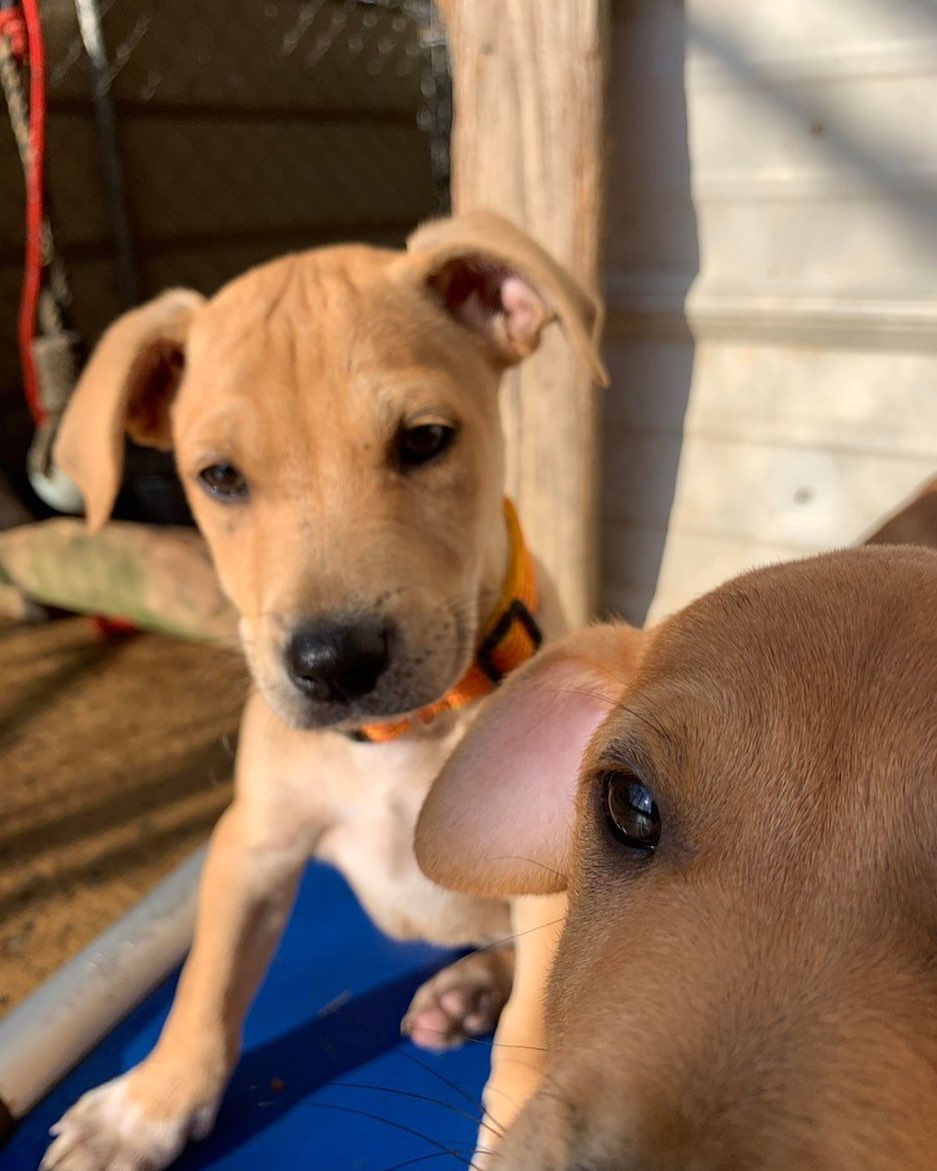 <a target='_blank' href='https://www.instagram.com/explore/tags/puppyselfie/'>#puppyselfie</a> 
Meet 𝗚 𝗥 𝗢 𝗨 𝗖 𝗛 𝗬 SMURF 🧡
The Smurf litter was rescued from a GA shelter and are safe with our southern rescue partner. Grouchy is scheduled to arrive in New England early January. He will be approx. 12 weeks old, neutered and will have received all age appropriate vaccines. If you are interested in adoption, please visit harveyshope.org (<a target='_blank' href='https://www.instagram.com/explore/tags/linkinbio/'>#linkinbio</a>) to apply.
.
Not ready to adopt but want to help <a target='_blank' href='https://www.instagram.com/explore/tags/harveyshope/'>#harveyshope</a>? Donate today via PayPal or Venmo, to help save more lives.
.
 <a target='_blank' href='https://www.instagram.com/explore/tags/rescuedog/'>#rescuedog</a> <a target='_blank' href='https://www.instagram.com/explore/tags/dogsofinstagram/'>#dogsofinstagram</a> <a target='_blank' href='https://www.instagram.com/explore/tags/adoptdontshop/'>#adoptdontshop</a> <a target='_blank' href='https://www.instagram.com/explore/tags/adopt/'>#adopt</a> <a target='_blank' href='https://www.instagram.com/explore/tags/adoption/'>#adoption</a> <a target='_blank' href='https://www.instagram.com/explore/tags/rescuedogsofinstagram/'>#rescuedogsofinstagram</a> <a target='_blank' href='https://www.instagram.com/explore/tags/dog/'>#dog</a> <a target='_blank' href='https://www.instagram.com/explore/tags/dogs/'>#dogs</a> <a target='_blank' href='https://www.instagram.com/explore/tags/rescue/'>#rescue</a> <a target='_blank' href='https://www.instagram.com/explore/tags/instadog/'>#instadog</a> <a target='_blank' href='https://www.instagram.com/explore/tags/dogoftheday/'>#dogoftheday</a> <a target='_blank' href='https://www.instagram.com/explore/tags/rescuedogs/'>#rescuedogs</a> <a target='_blank' href='https://www.instagram.com/explore/tags/savinglives/'>#savinglives</a> <a target='_blank' href='https://www.instagram.com/explore/tags/rescuedismyfavoritebreed/'>#rescuedismyfavoritebreed</a> <a target='_blank' href='https://www.instagram.com/explore/tags/dogsofinsta/'>#dogsofinsta</a> <a target='_blank' href='https://www.instagram.com/explore/tags/doglovers/'>#doglovers</a> <a target='_blank' href='https://www.instagram.com/explore/tags/doggo/'>#doggo</a> <a target='_blank' href='https://www.instagram.com/explore/tags/muttsofinstagram/'>#muttsofinstagram</a> <a target='_blank' href='https://www.instagram.com/explore/tags/happydog/'>#happydog</a> <a target='_blank' href='https://www.instagram.com/explore/tags/puppiesofinstagram/'>#puppiesofinstagram</a> <a target='_blank' href='https://www.instagram.com/explore/tags/ilovemydog/'>#ilovemydog</a> <a target='_blank' href='https://www.instagram.com/explore/tags/hhar/'>#hhar</a> <a target='_blank' href='https://www.instagram.com/explore/tags/harveyshopeanimalrescue/'>#harveyshopeanimalrescue</a> <a target='_blank' href='https://www.instagram.com/explore/tags/donate/'>#donate</a> <a target='_blank' href='https://www.instagram.com/explore/tags/nonprofit/'>#nonprofit</a>