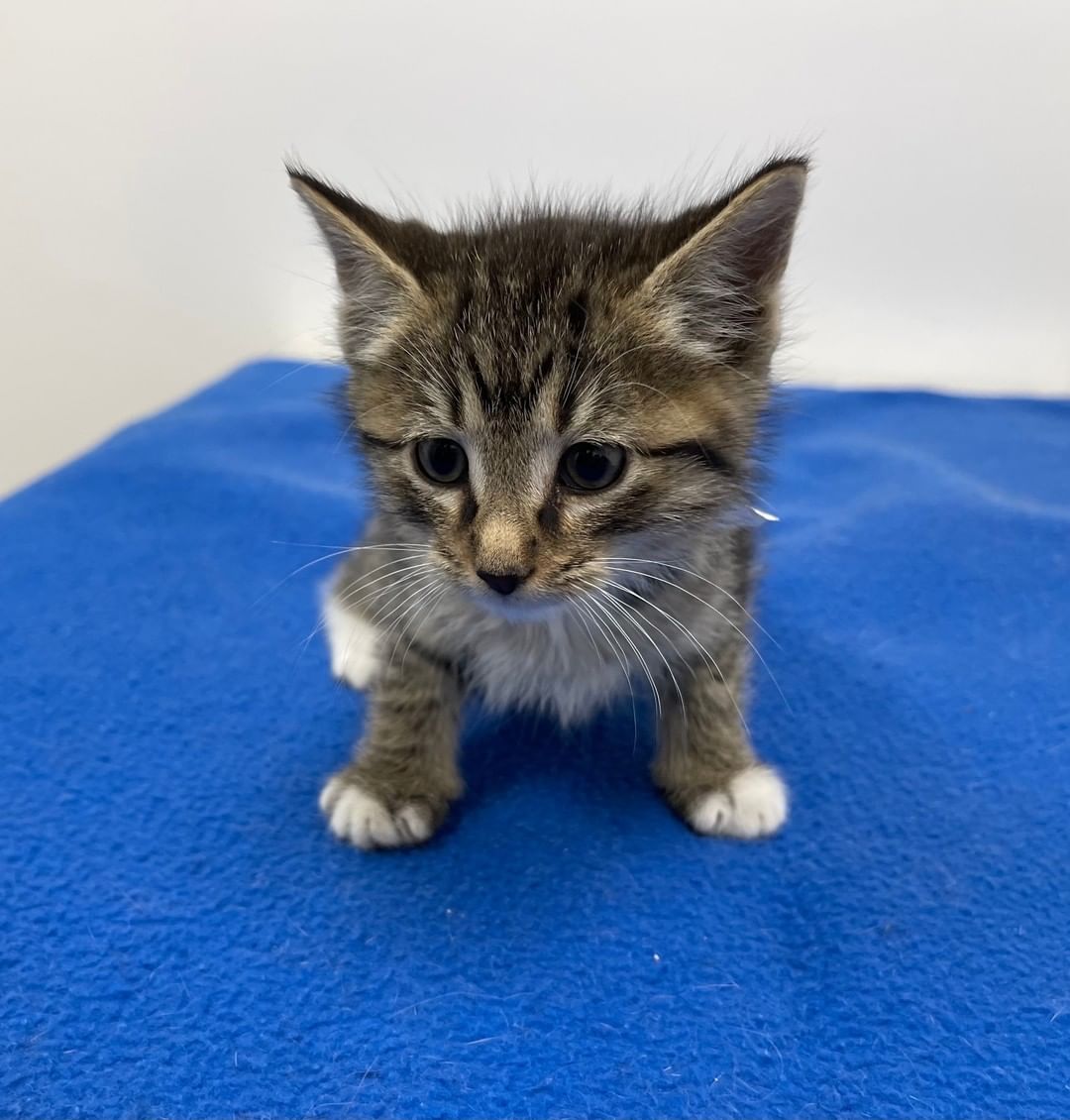 HOLIDAY KITTENS!
Take a sneak peak at a few of our kittens that will be ready for the holidays.  Check out our website on December 1 to find out more.  www.catrangers.org.