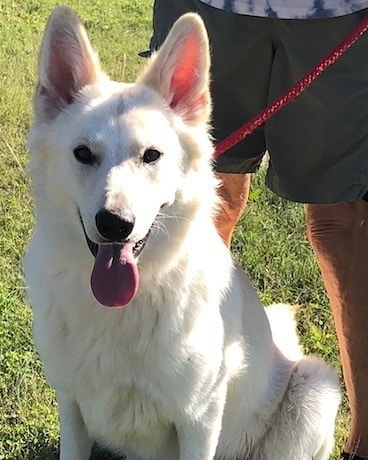 Introducing elegant Elide, a 1.5 year-old female white German Shepherd recently rescued. She is house and crate trained and about 65 pounds. Will you open your heart to this lovely lady?  www.gsdrescuectx.com/elide.html.  <a target='_blank' href='https://www.instagram.com/explore/tags/adoptdontshop/'>#adoptdontshop</a> <a target='_blank' href='https://www.instagram.com/explore/tags/germanshepherds/'>#germanshepherds</a> <a target='_blank' href='https://www.instagram.com/explore/tags/germanshepherdsofinstagram/'>#germanshepherdsofinstagram</a> <a target='_blank' href='https://www.instagram.com/explore/tags/germanshepherdsofaustin/'>#germanshepherdsofaustin</a> <a target='_blank' href='https://www.instagram.com/explore/tags/germanshepherdsofdallas/'>#germanshepherdsofdallas</a> <a target='_blank' href='https://www.instagram.com/explore/tags/germansherperdlovers/'>#germansherperdlovers</a> <a target='_blank' href='https://www.instagram.com/explore/tags/rescuedogsrule/'>#rescuedogsrule</a>❤️