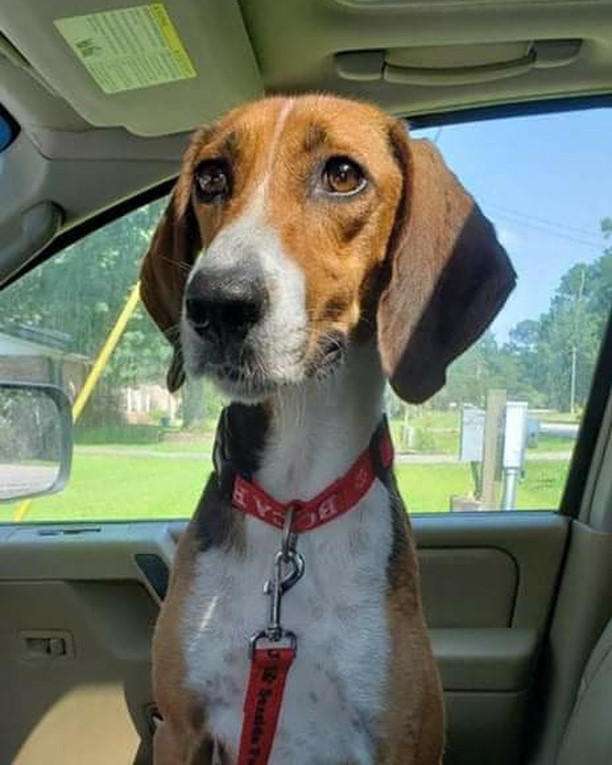 🚩🚩🚩🚩🚩🚩🚩🚩🚩🚩🚩
Urgent Foster needed! Her current foster has a medical emergency and needs her moved Asap! If you can foster this Sweet girl! Mary Jane is a 2 year old Twc hound. Very sweet girl! Please message the page! If you can help! 
🚩🚩🚩🚩🚩🚩🚩🚩🚩🚩🚩🚩