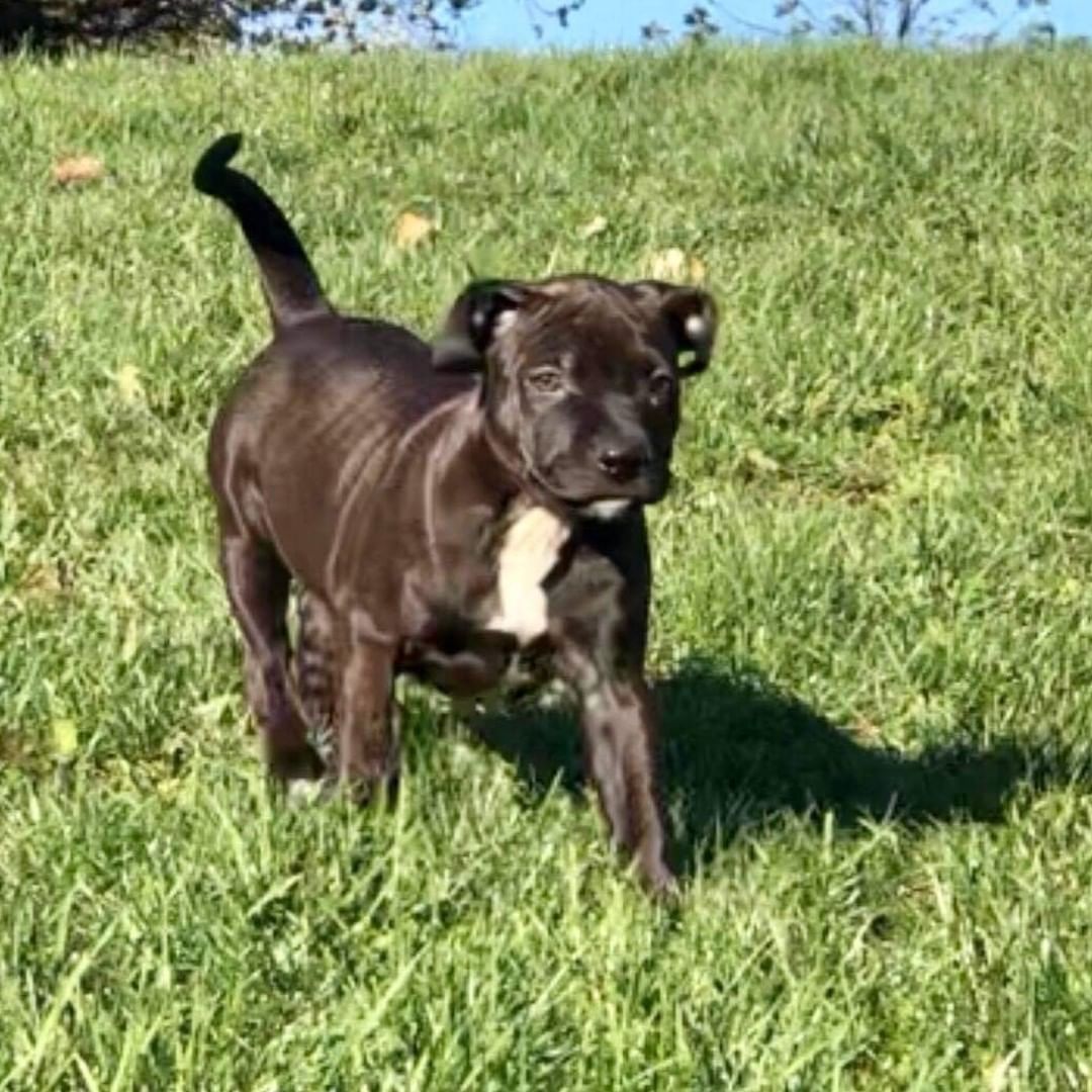 Sirius is a beautiful 12 week old mixed breed puppy.  Her black with a hint of brown color is stunning. She is very sweet, laid back, and a little on the shyer side.  She loves to be held and snuggles right up into your lap.  She does well with dogs big and small and loves playing in the yard with our children (the youngest being 8).

To be considered the first step is to apply here: https://www.pawsup4rescue.org/dog-cat-applicaiton 
We are located in Joliet Illinois and require adopters be within a 100-mile radius to adopt. If your app is picked we will be in touch by phone to set up a private meet.  If the dog is adopted we will post the adoption pic. Information on fees can be found here: https://www.pawsup4rescue.org/adoptions
<a target='_blank' href='https://www.instagram.com/explore/tags/pu4r/'>#pu4r</a> <a target='_blank' href='https://www.instagram.com/explore/tags/PawsUp4Rescue/'>#PawsUp4Rescue</a> <a target='_blank' href='https://www.instagram.com/explore/tags/fosterdog/'>#fosterdog</a> <a target='_blank' href='https://www.instagram.com/explore/tags/rescuedog/'>#rescuedog</a> <a target='_blank' href='https://www.instagram.com/explore/tags/adoptdontshop/'>#adoptdontshop</a>