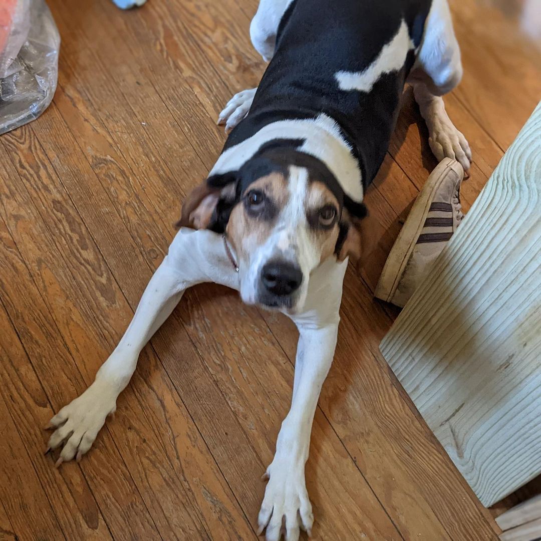 Tessie is showing off her skills for breakfast this morning! Since being rescued by RDR, Tessie has flourished thanks to loving fosters ❤️ she’s got manners that you wouldn’t believe— here she’s practicing WAIT before gobbling down her breakfast ❤️ <a target='_blank' href='https://www.instagram.com/explore/tags/goodgirl/'>#goodgirl</a> <a target='_blank' href='https://www.instagram.com/explore/tags/gooddog/'>#gooddog</a> <a target='_blank' href='https://www.instagram.com/explore/tags/adoptdontshop/'>#adoptdontshop</a>