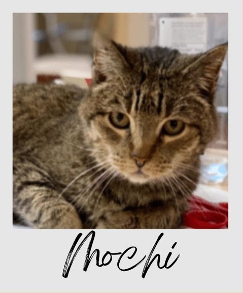 We have another happy story for you on this <a target='_blank' href='https://www.instagram.com/explore/tags/GivingTuesday/'>#GivingTuesday</a>! ⠀
⠀
Mochi is an elderly cat who came to us with all four feet declawed and a case of uncontrolled hyperthyroidism. She was at Nuzzles for over a year so we could watch her thyroid condition and ensure she was gaining weight and recovering. During her year at Nuzzles, she gained 3 pounds to reach a healthy weight of 8.75 lbs -- roughly the equivalent of a human needing to gain 60-75 lbs! ⠀
⠀
One day, a nice family came in looking for a senior cat to adopt, and Mochi stole their hearts! She is now super spoiled and living in a cozy home with lots of attention and love.⠀
⠀
Mochi got a second chance at a happy and healthy life thanks to people like you. We just have to say another big thank you to everyone participating in <a target='_blank' href='https://www.instagram.com/explore/tags/GivingTuesday/'>#GivingTuesday</a> today – you make the world a better place!⠀
⠀
 <a target='_blank' href='https://www.instagram.com/explore/tags/GivingTuesday/'>#GivingTuesday</a> <a target='_blank' href='https://www.instagram.com/explore/tags/RescueCats/'>#RescueCats</a> <a target='_blank' href='https://www.instagram.com/explore/tags/NuzzlesAndCo/'>#NuzzlesAndCo</a>⠀
https://nuzzlesandco.org/donate