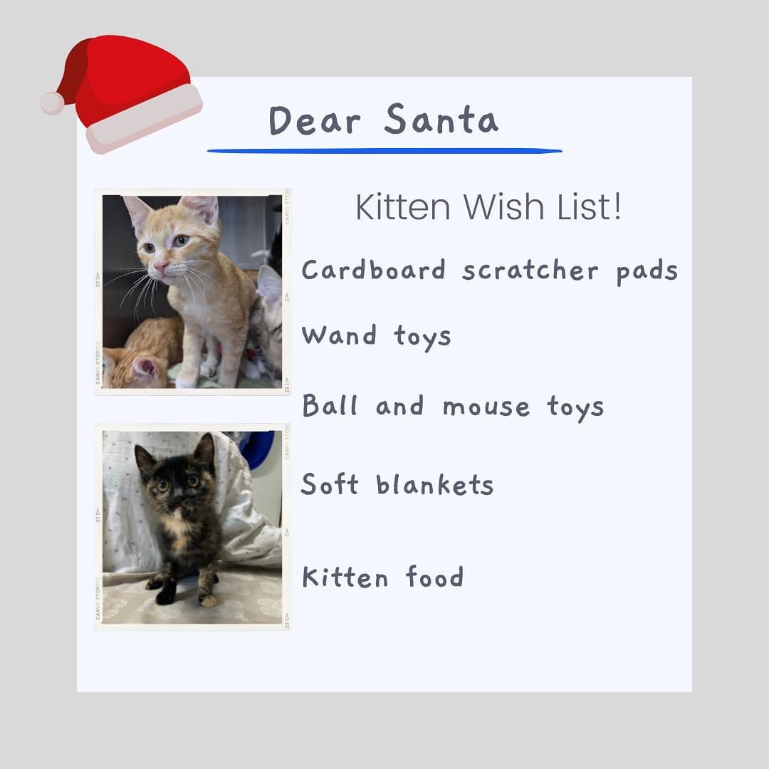 Last but not least, the cats and kittens have something to say to Santa! 🎅

While most items can be shared among all the cats, it's extra nice for them to have something brand new in their cage. 

Ho Ho Ho! ❄

<a target='_blank' href='https://www.instagram.com/explore/tags/sheltercat/'>#sheltercat</a> <a target='_blank' href='https://www.instagram.com/explore/tags/kittens/'>#kittens</a> <a target='_blank' href='https://www.instagram.com/explore/tags/adoptme/'>#adoptme</a> <a target='_blank' href='https://www.instagram.com/explore/tags/christmastree/'>#christmastree</a> <a target='_blank' href='https://www.instagram.com/explore/tags/stockingstuffers/'>#stockingstuffers</a> <a target='_blank' href='https://www.instagram.com/explore/tags/giftideas/'>#giftideas</a> <a target='_blank' href='https://www.instagram.com/explore/tags/rescued/'>#rescued</a> <a target='_blank' href='https://www.instagram.com/explore/tags/catsofinstagram/'>#catsofinstagram</a> <a target='_blank' href='https://www.instagram.com/explore/tags/meow/'>#meow</a> <a target='_blank' href='https://www.instagram.com/explore/tags/northumberlandhumanesociety/'>#northumberlandhumanesociety</a>