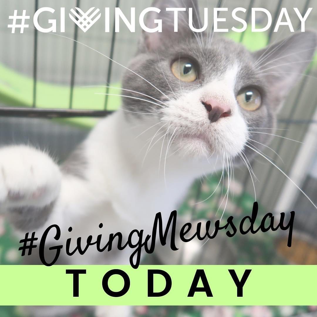 TODAY IS THE DAY! It's <a target='_blank' href='https://www.instagram.com/explore/tags/GivingTuesday/'>#GivingTuesday</a>! Help us reach our goal to raise $10,000 in less than 24 hours by donating, sharing our posts, or liking and commenting on our posts! 

Let your friends and family know why Cat Haven is important to you! 

When you donate today, you are DOUBLING YOUR IMPACT because we have secured a $10,000 match donation!

>>www.225gives.org/cathaven<<

<a target='_blank' href='https://www.instagram.com/explore/tags/givingtuesday/'>#givingtuesday</a>