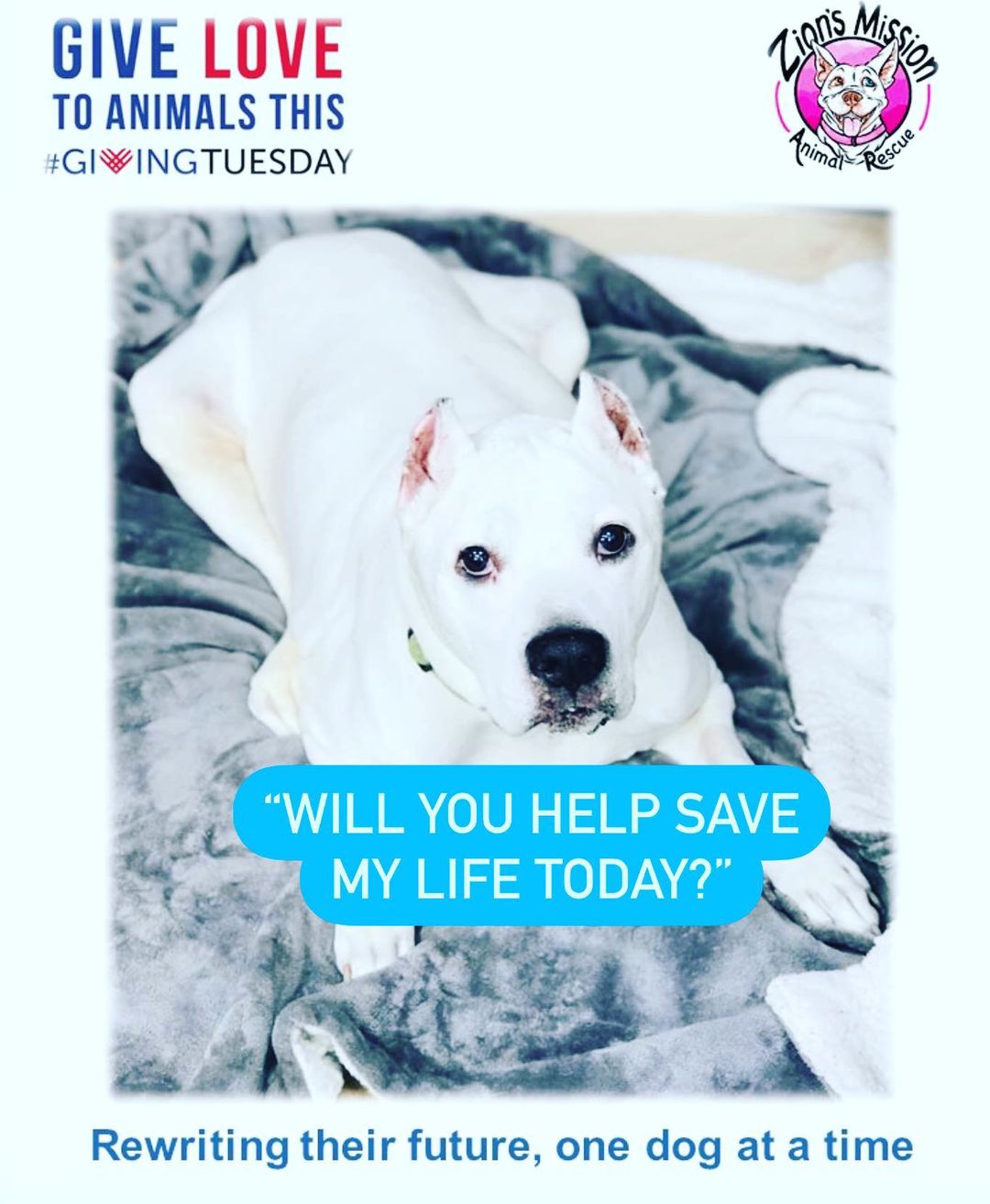 Will you Help save Ghost's life today? DONATE VIA LINK IN BIO 🙏

Ghost needs to start chemotherapy treatment ASAP and we need your help. Please consider making a life-saving donation this <a target='_blank' href='https://www.instagram.com/explore/tags/GivingTuesday/'>#GivingTuesday</a>

We had our trusted oncologist review all Ghost's records and he has come to the conclusion that the cancer from the removed testicular tumors has indeed spread to his lymph nodes within his abdomen. Ghost needs to start IV chemotherapy as soon as possible. 

As many of you know, we currently have one other dog receiving chemotherapy and she has continued to thrive thanks to these treatments for over two years now. We have treated quite a few others as well. Our primary goal with all our animals who are terminally ill is to maintain the highest quality of life, while giving them every opportunity to live. 

Our plan with Ghost is to have another ultrasound as well as xrays done and these results will then be used to clear him to begin treatment. Ghost will then be given 2 to 3 doses of chemotherapy before re-checking with another ultrasound to see if the cancer is responding. Please help us help Ghost. Time is of the essence. Please donate today 
Will you Help save Ghost's life today?
🙏DONATE VIA LINK IN BIO
<a target='_blank' href='https://www.instagram.com/explore/tags/givingtuesday2021/'>#givingtuesday2021</a> <a target='_blank' href='https://www.instagram.com/explore/tags/givingtuesday/'>#givingtuesday</a> <a target='_blank' href='https://www.instagram.com/explore/tags/givingback/'>#givingback</a> <a target='_blank' href='https://www.instagram.com/explore/tags/rescuedogsofinstagram/'>#rescuedogsofinstagram</a> <a target='_blank' href='https://www.instagram.com/explore/tags/rescuedog/'>#rescuedog</a> <a target='_blank' href='https://www.instagram.com/explore/tags/rescue/'>#rescue</a> <a target='_blank' href='https://www.instagram.com/explore/tags/love/'>#love</a> <a target='_blank' href='https://www.instagram.com/explore/tags/animalrescue/'>#animalrescue</a> <a target='_blank' href='https://www.instagram.com/explore/tags/rewritingtheirfutureonedogatatime/'>#rewritingtheirfutureonedogatatime</a> <a target='_blank' href='https://www.instagram.com/explore/tags/whitedog/'>#whitedog</a> <a target='_blank' href='https://www.instagram.com/explore/tags/whitedogsofinstagram/'>#whitedogsofinstagram</a> <a target='_blank' href='https://www.instagram.com/explore/tags/pitbull/'>#pitbull</a> <a target='_blank' href='https://www.instagram.com/explore/tags/pitbullsofinstagram/'>#pitbullsofinstagram</a> <a target='_blank' href='https://www.instagram.com/explore/tags/canecorso/'>#canecorso</a> <a target='_blank' href='https://www.instagram.com/explore/tags/nottodaycancer/'>#nottodaycancer</a> <a target='_blank' href='https://www.instagram.com/explore/tags/nycanimals/'>#nycanimals</a> <a target='_blank' href='https://www.instagram.com/explore/tags/nycacc/'>#nycacc</a> <a target='_blank' href='https://www.instagram.com/explore/tags/rescueismyfavoritebreed/'>#rescueismyfavoritebreed</a> <a target='_blank' href='https://www.instagram.com/explore/tags/savingseniors/'>#savingseniors</a> <a target='_blank' href='https://www.instagram.com/explore/tags/rockawaybeach/'>#rockawaybeach</a>