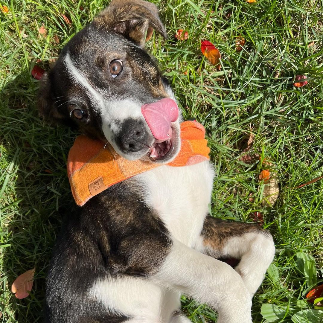 Meet Cruella!
🐾Female
🐾Age: DOB: 7/31/2021
🐾Weight: 20 lbs and growing!
🐾Breed: Beagle/Shepherd/Lab mix
💜
Hey there, I’m Cruella! Please don’t let the name deter you, I am nowhere near the Cruella you are thinking of! You see, I am one happy go lucky puppy who loves to be by my human’s side! I love to cuddle and give tons of kisses! I love playing with the resident dog and haven’t met a dog I did not like! I have also encountered neighborhood cats and did not mind them.
☀️
I enjoy playing with all the toys and enjoy walking around with my stuffies in my mouth; I also love a good chew toy! Since I am young, I am still learning all the basic manners such as house training, crate training and leash training. I am catching on quickly and since I am food motivated, I think I’ll be a pro in no time!
🍁
If you are interested in meeting Cruella, apply to adopt her at www.causeforcanines.org
Must have a flexible schedule to accommodate a puppy’s needs.
Adoption fee: $350
Must be an Ohio resident & 23 or older.
Children must be 5 or older.