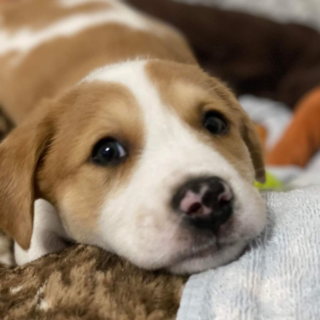 Gary is a very chill 11 week old, 13lb male Australian Shepard/Catahoula Leopard mix. He loves to be cuddled in the arms of people, and plays well with the other canines in his foster home. If napping is something you enjoy, Gary is your guy! He is expected to be a medium to large sized adult dog. Gary would do great in a home with or without a canine sibling. 

To be considered the first step is to apply here: https://www.pawsup4rescue.org/dog-cat-applicaiton 
We are located in Joliet Illinois and require adopters be within a 100-mile radius to adopt. If your app is picked we will be in touch by phone to set up a private meet.  If the dog is adopted we will post the adoption pic. Information on fees can be found here: https://www.pawsup4rescue.org/adoptions
<a target='_blank' href='https://www.instagram.com/explore/tags/pu4r/'>#pu4r</a> <a target='_blank' href='https://www.instagram.com/explore/tags/PawsUp4Rescue/'>#PawsUp4Rescue</a> <a target='_blank' href='https://www.instagram.com/explore/tags/fosterdog/'>#fosterdog</a> <a target='_blank' href='https://www.instagram.com/explore/tags/rescuedog/'>#rescuedog</a> <a target='_blank' href='https://www.instagram.com/explore/tags/adoptdontshop/'>#adoptdontshop</a>