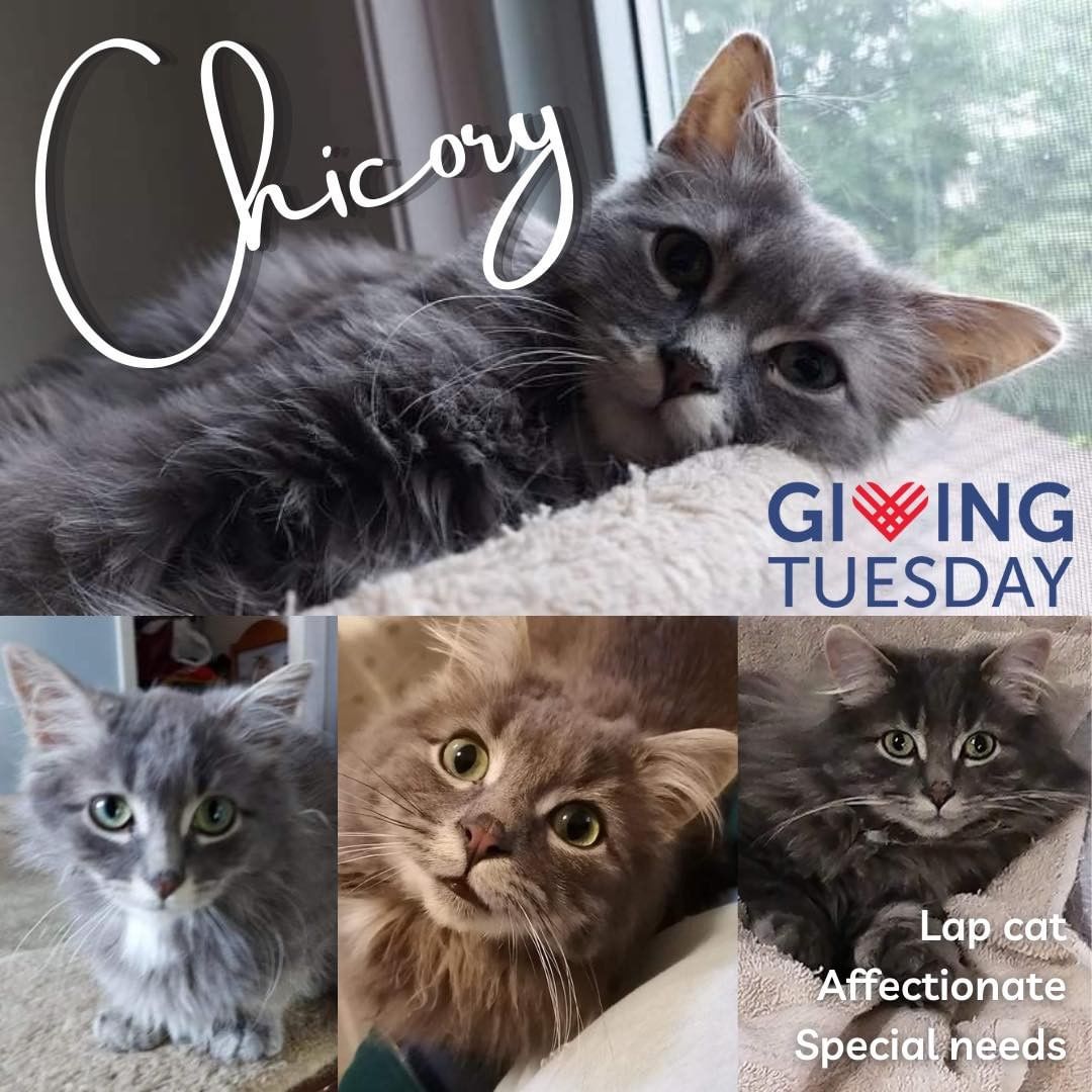 Every dollar makes a difference in a cats life. Today is <a target='_blank' href='https://www.instagram.com/explore/tags/givingtuesday/'>#givingtuesday</a> and we ask you to please consider donating. We rescue many kittens and healthy adult cats. It’s the medically complicated and the seniors who really hold a special place in Team Cat Rescue and in our hearts and where the bulk of our donations go. 

Oh sweet little Chicory. This young boy has quite the story to tell. Rescued at just three months old, he arrived scared and unsure of people. With his fosters patience, dedication and love, he learned to trust and love people. He is an affectionate and loving lap cat now. He will not leave your lap empty for long. 

This boy is special needs. On the right diet and probiotics, his stools are very normal, but his anal sphincter does not always work as well as it should. He uses the litter box perfectly but often does not have control over his bowel movements. We know this requires some extra patience and understanding. 

Chicory is like so many others. Overlooked and outshined by other cats in our care. His special needs make it easy for potential adopters to click past his profile online. 

Sweet Chicory may be with us for longer as he waits for his perfect home but we are committed to standing by him and his needs. Every person he gets to know understands how truly special he is. 

Because of your ongoing support and donations we can rescue cats like Chicory. To donate, etransfers at info@teamcatrescue.ca, see the link below or in our bio. Donations of $20+ are eligible for a tax receipt, please email us your address. https://www.canadahelps.org/en/charities/team-cat-rescue-incorporated/giving-tuesday-2021

.
.
.
.
.
.
.
.
.
<a target='_blank' href='https://www.instagram.com/explore/tags/teamcatrescue/'>#teamcatrescue</a> <a target='_blank' href='https://www.instagram.com/explore/tags/adoptacat/'>#adoptacat</a> <a target='_blank' href='https://www.instagram.com/explore/tags/adoptdontshop/'>#adoptdontshop</a> <a target='_blank' href='https://www.instagram.com/explore/tags/catrescue/'>#catrescue</a> <a target='_blank' href='https://www.instagram.com/explore/tags/rescuecat/'>#rescuecat</a> <a target='_blank' href='https://www.instagram.com/explore/tags/adopt/'>#adopt</a> <a target='_blank' href='https://www.instagram.com/explore/tags/adoption/'>#adoption</a> <a target='_blank' href='https://www.instagram.com/explore/tags/love/'>#love</a> <a target='_blank' href='https://www.instagram.com/explore/tags/catlovers/'>#catlovers</a> <a target='_blank' href='https://www.instagram.com/explore/tags/catlife/'>#catlife</a> <a target='_blank' href='https://www.instagram.com/explore/tags/cute/'>#cute</a> <a target='_blank' href='https://www.instagram.com/explore/tags/happy/'>#happy</a> <a target='_blank' href='https://www.instagram.com/explore/tags/toronto/'>#toronto</a> <a target='_blank' href='https://www.instagram.com/explore/tags/ilovemycat/'>#ilovemycat</a> <a target='_blank' href='https://www.instagram.com/explore/tags/cat/'>#cat</a> <a target='_blank' href='https://www.instagram.com/explore/tags/adoptcat/'>#adoptcat</a> <a target='_blank' href='https://www.instagram.com/explore/tags/nonprofit/'>#nonprofit</a> <a target='_blank' href='https://www.instagram.com/explore/tags/charity/'>#charity</a> <a target='_blank' href='https://www.instagram.com/explore/tags/follow/'>#follow</a> <a target='_blank' href='https://www.instagram.com/explore/tags/instagood/'>#instagood</a> <a target='_blank' href='https://www.instagram.com/explore/tags/catsofinstagram/'>#catsofinstagram</a> <a target='_blank' href='https://www.instagram.com/explore/tags/cats_of_instagram/'>#cats_of_instagram</a>