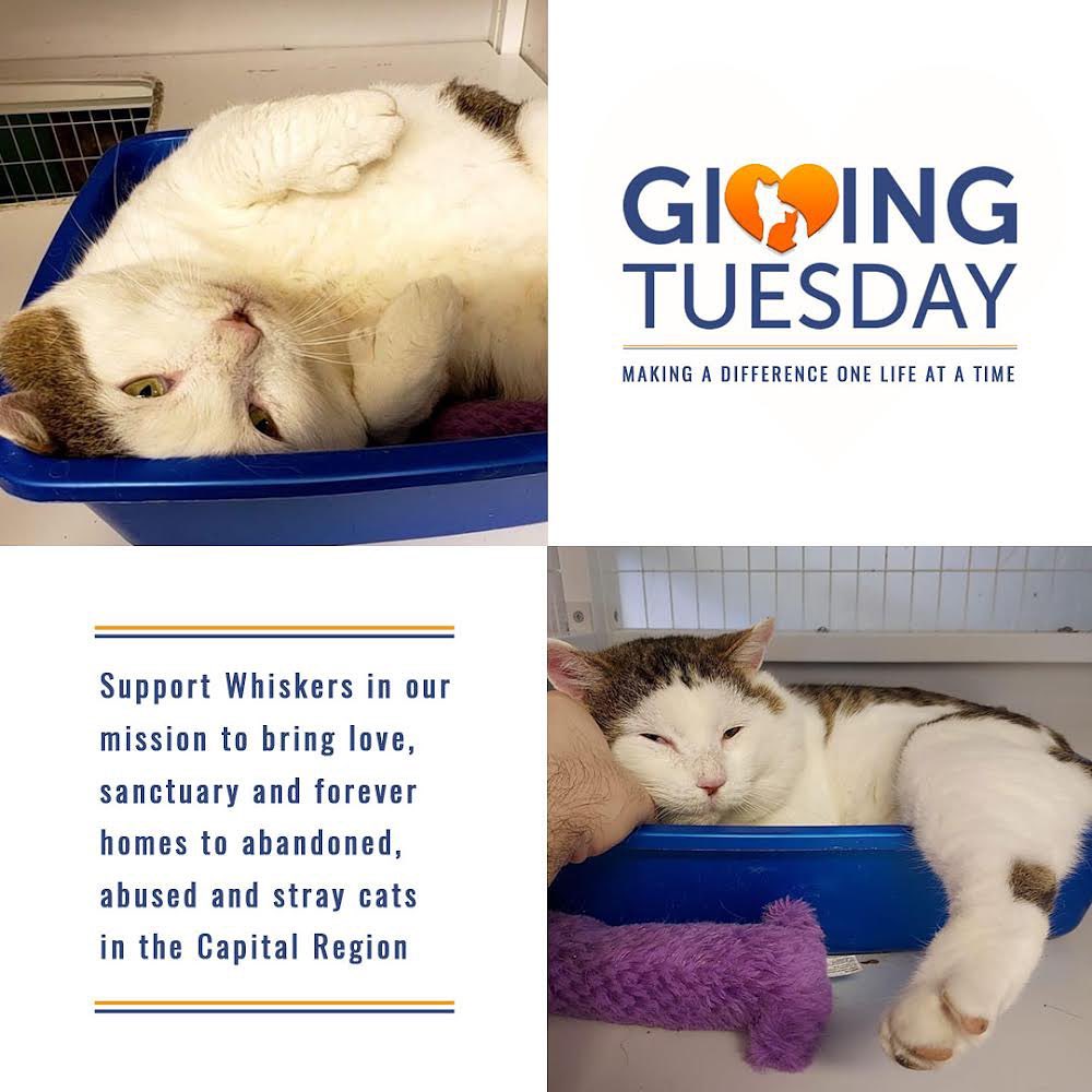 This Giving Tuesday, we would like to share with you some of the stories of this past year. Stories that will show you that our mission is more crucial than ever before. 🧡

Our first story is about Sergeant, who was just recently rescued among a few other cats from an uninhabited house in Albany. He was in rough shape. As soon as we took him into our shelter he must have known he was safe because he immediately was a total sweetheart to our volunteers. You can see in his picture how happy he is now that he is warm, fed, and received medical attention. 

Our next story is of a major rescue that began in April 2021, where we were contacted by a man in Nassau that asked for help with a couple of cats that needed to be spayed and neutered. When our team showed up there were dozens of hungry cats around the property. This massive rescue effort lasted months, and in total 97 cats were rescued! 70 were kittens; 27 adults with 15 of the adults being unspayed females. Of these cats, 46 have been adopted. 

Our most recent major rescue operation is ongoing, although reaching its conclusion very soon. To date, we have 38 cats and kittens from this situation, with at least two cats that still need to be rescued. Thanks to Whiskers and your generosity, six pregnant mamas gave birth in the safety of their Whiskers foster homes. If Whiskers had not intervened, these particular situations could have easily rivaled that of the colony in Nassau. 

These stories show just a small window into the work we do here at Whiskers. In 2021 we rescued a total of 249 cats - almost 100 more than in 2020, many of which needed intense medical intervention. So far, in 2021, we have 234 adoptions and 330 total cats in our care between our shelter and foster homes. The financial weight of this work is heavy, and without donors like you, none of this work would be possible. 🙏

As we are an all volunteer organization, every penny donated to us goes directly towards saving these precious lives. We are so very thankful for the financial support we receive from generous donors just like you...thank you! 🥰