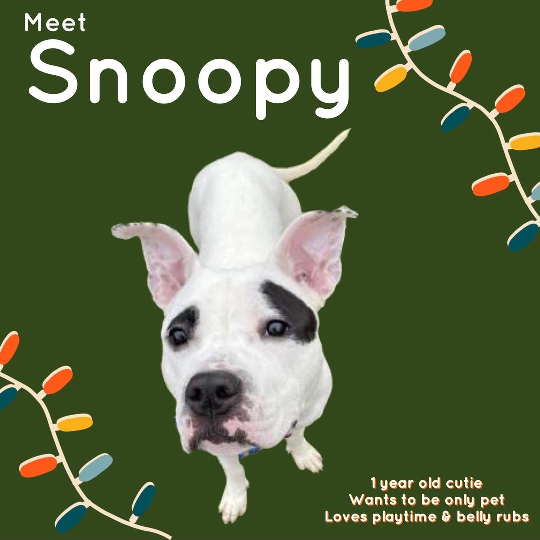 Snoopy came to the shelter as a stray. She’s a super cute girl who loves to play & get belly rubs. If you’re looking for a sweet girl, Snoopy could be your bestie. Interested? Apply to meet or adopt Snoopy at http://cnyspca.org/adoption-process/ or email frontdesk1@cnyspca.org for more info.