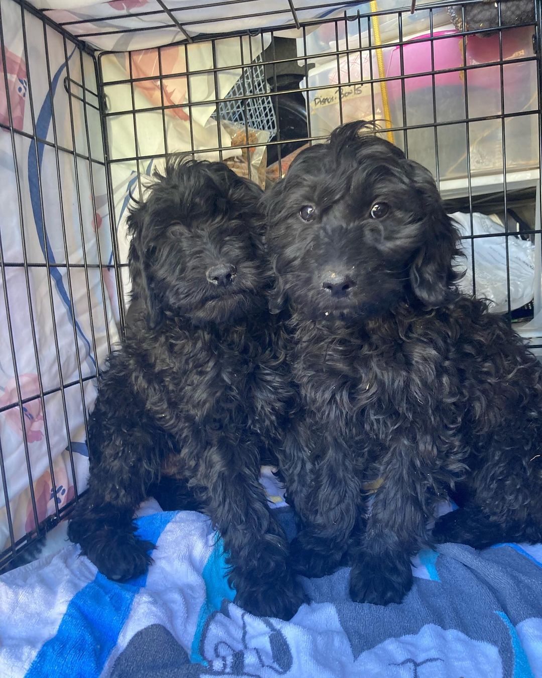 The Great Plains SPCA HERO Team continues to provide lifesaving services & second chances for pets in the community, like these two Doodle puppies when their owners needed placement for them. ❤️

On this <a target='_blank' href='https://www.instagram.com/explore/tags/GivingTuesday/'>#GivingTuesday</a>, DONATE to have your impact MATCHED so faces like this can be saved. 🐾 <a target='_blank' href='https://www.instagram.com/explore/tags/donate/'>#donate</a> <a target='_blank' href='https://www.instagram.com/explore/tags/doodles/'>#doodles</a> <a target='_blank' href='https://www.instagram.com/explore/tags/puppies/'>#puppies</a> <a target='_blank' href='https://www.instagram.com/explore/tags/heroteam/'>#heroteam</a> <a target='_blank' href='https://www.instagram.com/explore/tags/outreach/'>#outreach</a> <a target='_blank' href='https://www.instagram.com/explore/tags/greatplainsspca/'>#greatplainsspca</a> <a target='_blank' href='https://www.instagram.com/explore/tags/greatplainsfamily/'>#greatplainsfamily</a>