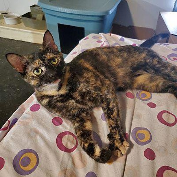 Hi, I am Peppa and I am a very special girl. I was a young mom and both of my babies found their forever home and I'm ready for mine. I've been with my foster for a few months and I've come really far. I was so scared and shy at first. I didn't mind pets but fast movements and unpredictable actions scared me. Since working with my foster, I am a fan of pets and snuggling next to you. It does take me some time to feel comfortable to even snuggle up to my foster mom. 

I love to be up high and watch the world but will seek you out for pets, snuggles, and play time. I will need lots of windows to keep an eye on the birds and squirrels. I've seen a lot of other fosters since I've been in my foster home. I usually keep to myself but I do grow fond of ones that are young and I've watched them grow up. Fennel, Houdini, and Dora have been some of the ones I'm with now. I need a quiet home with a patient adopter who understands that my adjustment to my new home will take time. Older patient children could be an option but young kids and dogs are a no thank you. 

If your home sounds like a good fit, apply and come meet me!
