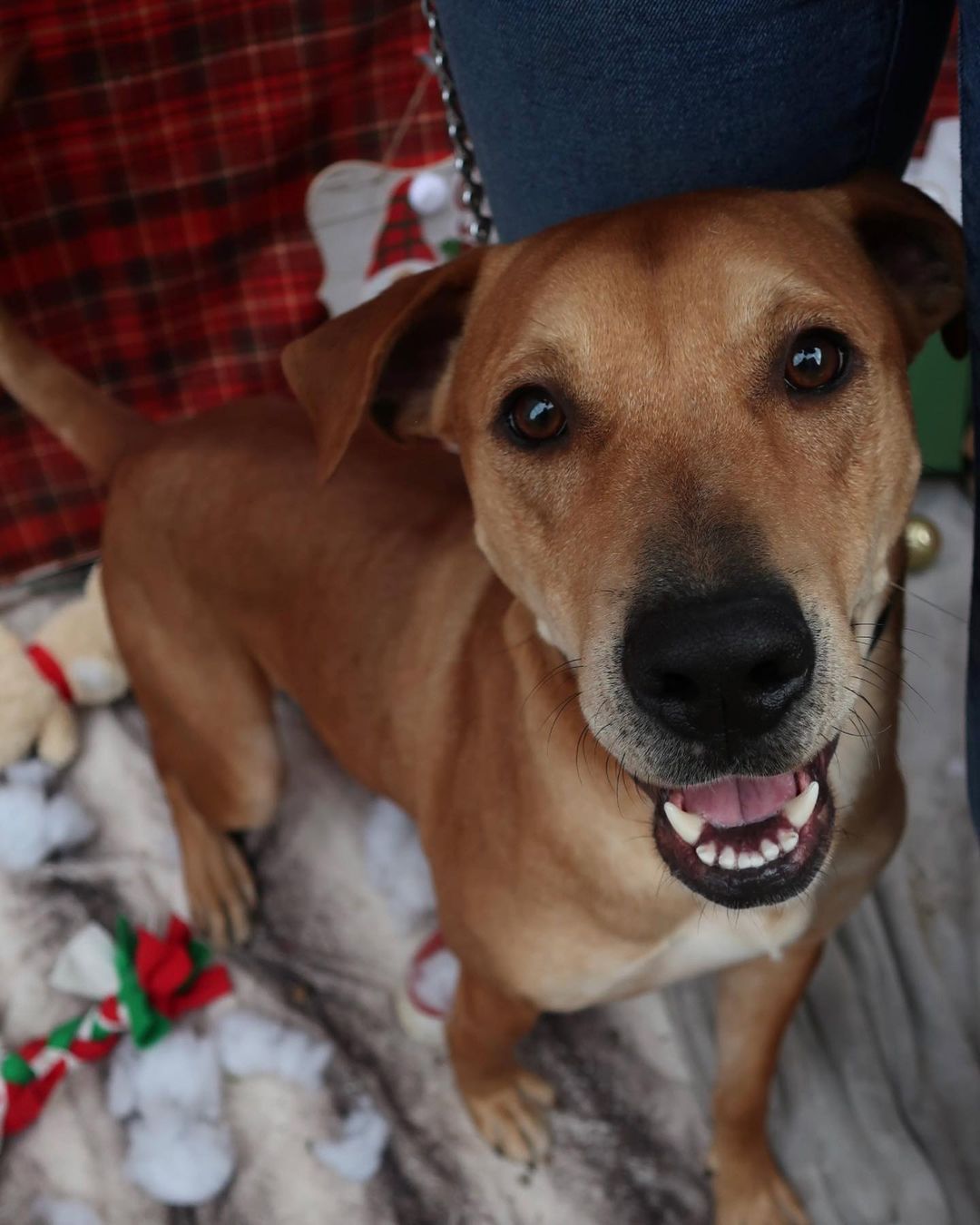 “Does anyone have the contact info for the elves that can help me find a furever home?” -Alton 

Alton is a Rhodesian Ridgeback mix that came to us in August, he came in underweight and shutdown. Now he is a healthy silly boy and has earned the nickname big doofus here at the shelter. He’s super smart and makes the world best running partner. 

Unfortunately Alton doesn’t get much interest in fact since he has been here since August he’s only got one application! 

If you are looking for a silly, dog friendly pup he is your guy! 

Head on over to www.savedme.org to apply!