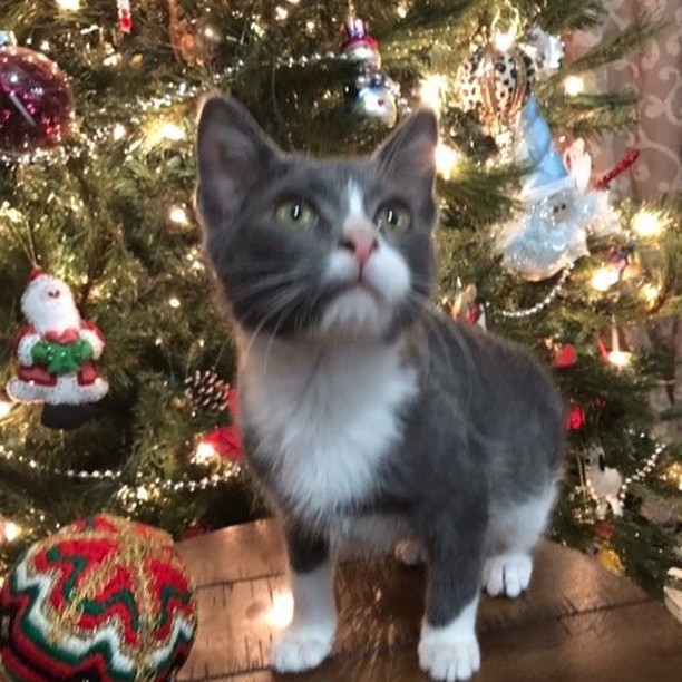 HAPPY HOLIDAYS FROM SANDY!
Hoping to be under your tree this holiday season. Visit our website to find out more.  www.catrangers.org