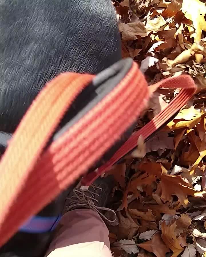 Remember that feeling as a kid playing in that big ol’ pile of leaves? Meg can help bring you back to that feeling! She had so much fun with her foster mom this weekend playing in that Fall Leaf Goodness! 🍂

It’s hard to believe Meg will have been with us for a year on Wednesday. We know her family is out there and we can’t wait for her to find them! She would do best in a home with older children. She does great with the cats she’s met and with dogs who are easy going and playful. 

Interested in learning more? Head to our website to fill out a no-obligation adoption survey!
https://anewleash.org/anl_animals/meg-2/

<a target='_blank' href='https://www.instagram.com/explore/tags/anewleashonlife/'>#anewleashonlife</a> <a target='_blank' href='https://www.instagram.com/explore/tags/anewleash/'>#anewleash</a> <a target='_blank' href='https://www.instagram.com/explore/tags/anlol/'>#anlol</a> <a target='_blank' href='https://www.instagram.com/explore/tags/adoptionevent/'>#adoptionevent</a> <a target='_blank' href='https://www.instagram.com/explore/tags/adoptables/'>#adoptables</a> <a target='_blank' href='https://www.instagram.com/explore/tags/adoptdontshop/'>#adoptdontshop</a>  <a target='_blank' href='https://www.instagram.com/explore/tags/rescuedismyfavoritebreed/'>#rescuedismyfavoritebreed</a> <a target='_blank' href='https://www.instagram.com/explore/tags/rescuedog/'>#rescuedog</a> <a target='_blank' href='https://www.instagram.com/explore/tags/spayandneuter/'>#spayandneuter</a> <a target='_blank' href='https://www.instagram.com/explore/tags/savethemall/'>#savethemall</a> <a target='_blank' href='https://www.instagram.com/explore/tags/choosetoadopt/'>#choosetoadopt</a> <a target='_blank' href='https://www.instagram.com/explore/tags/alabamaanimalrescue/'>#alabamaanimalrescue</a> <a target='_blank' href='https://www.instagram.com/explore/tags/adoptme/'>#adoptme</a> <a target='_blank' href='https://www.instagram.com/explore/tags/volunteer/'>#volunteer</a> <a target='_blank' href='https://www.instagram.com/explore/tags/foster/'>#foster</a> <a target='_blank' href='https://www.instagram.com/explore/tags/adoptpurelove/'>#adoptpurelove</a> <a target='_blank' href='https://www.instagram.com/explore/tags/huntsvilleal/'>#huntsvilleal</a> <a target='_blank' href='https://www.instagram.com/explore/tags/rescuepet/'>#rescuepet</a> <a target='_blank' href='https://www.instagram.com/explore/tags/rescuepetsofinstagram/'>#rescuepetsofinstagram</a>  <a target='_blank' href='https://www.instagram.com/explore/tags/rescue/'>#rescue</a> <a target='_blank' href='https://www.instagram.com/explore/tags/madisonal/'>#madisonal</a> <a target='_blank' href='https://www.instagram.com/explore/tags/northalabama/'>#northalabama</a>