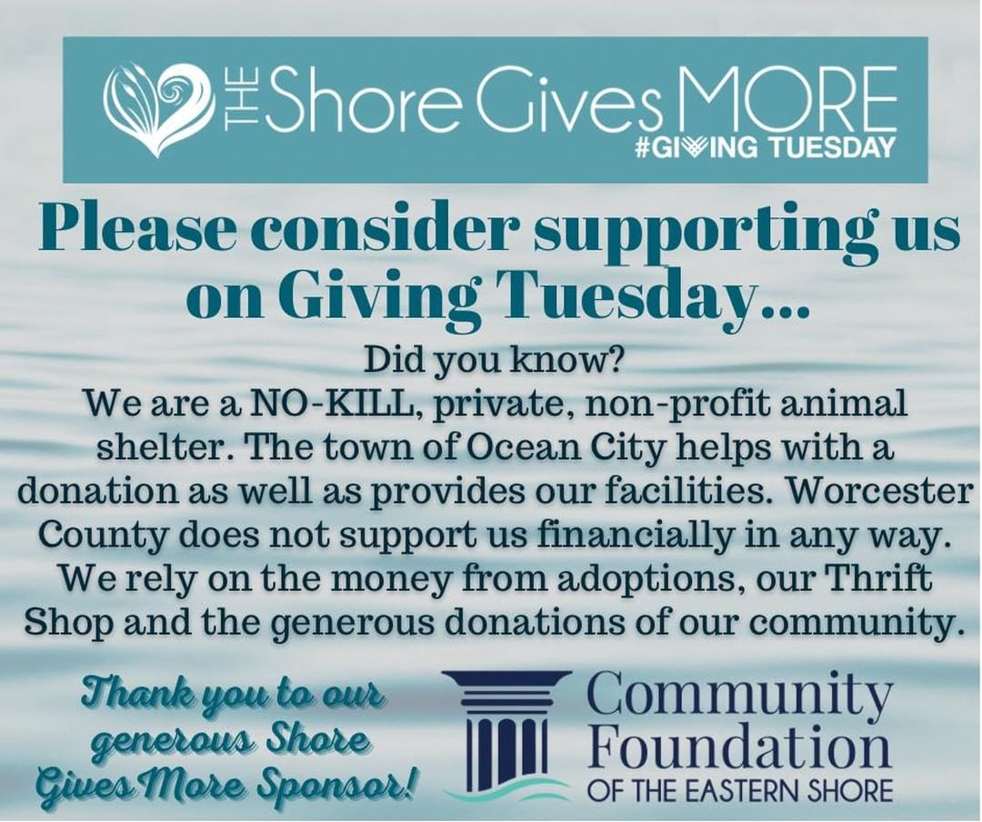 Giving Tuesday is only 2 days away! 

DID YOU KNOW?? 
The Worcester County Humane Society relies on the generosity of our community and beyond to keep our shelter operating. We receive some funding from the Town of Ocean City, but NO funding from the county. 
This is why we need YOUR help! When we say every penny counts, we mean it. We have no paid administrative staff, so we depend on our wonderful limited staff and dedicated volunteers. 
We are a privately run organization and are not part of the Humane Society of the United States or the ASPCA as many believe. Our animals count on you! We couldn’t do what we do without YOU! 

Thank you to the community Foundation of the Eastern Shore for your support!