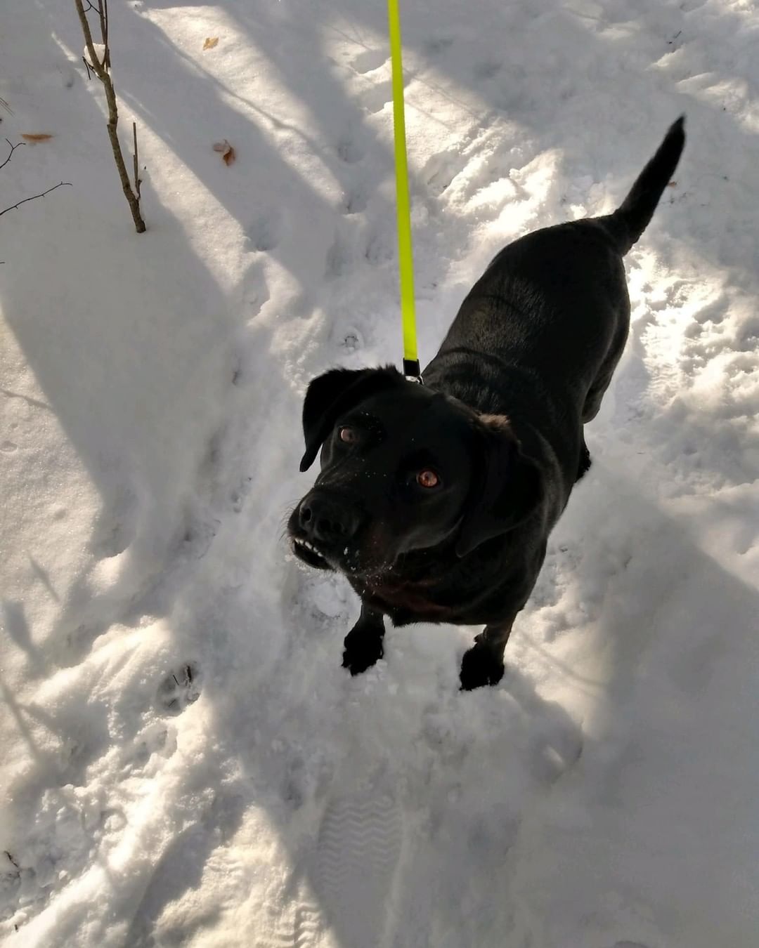 Joshua Fund alum Lady is a snow bunny at heart! She loves walking the trails with mom and sniffing animal tracks.❤

❤️ The Joshua Fund Dog Rescue is a registered 501(c)(3) nonprofit organization. We are an all-volunteer organization and rely solely on donations to save dogs like this from high-kill shelters and put them in forever homes. Thank you for helping us save lives! ⁠❤️
-
-
-
<a target='_blank' href='https://www.instagram.com/explore/tags/joshuafunddogs/'>#joshuafunddogs</a> <a target='_blank' href='https://www.instagram.com/explore/tags/rescue/'>#rescue</a> <a target='_blank' href='https://www.instagram.com/explore/tags/rescuedogs/'>#rescuedogs</a> <a target='_blank' href='https://www.instagram.com/explore/tags/rescuedogsofinstagram/'>#rescuedogsofinstagram</a> <a target='_blank' href='https://www.instagram.com/explore/tags/rescuedisthebestbreed/'>#rescuedisthebestbreed</a> <a target='_blank' href='https://www.instagram.com/explore/tags/adoptdontshop/'>#adoptdontshop</a> <a target='_blank' href='https://www.instagram.com/explore/tags/dogsofinstagram/'>#dogsofinstagram</a> <a target='_blank' href='https://www.instagram.com/explore/tags/doglovers/'>#doglovers</a> <a target='_blank' href='https://www.instagram.com/explore/tags/adoptadog/'>#adoptadog</a> <a target='_blank' href='https://www.instagram.com/explore/tags/loveofdogs/'>#loveofdogs</a> <a target='_blank' href='https://www.instagram.com/explore/tags/nonprofit/'>#nonprofit</a> <a target='_blank' href='https://www.instagram.com/explore/tags/dogs/'>#dogs</a> <a target='_blank' href='https://www.instagram.com/explore/tags/shelterdog/'>#shelterdog</a> <a target='_blank' href='https://www.instagram.com/explore/tags/mansbestfriend/'>#mansbestfriend</a> <a target='_blank' href='https://www.instagram.com/explore/tags/petadoption/'>#petadoption</a> <a target='_blank' href='https://www.instagram.com/explore/tags/adoptme/'>#adoptme</a> <a target='_blank' href='https://www.instagram.com/explore/tags/dogoftheday/'>#dogoftheday</a> <a target='_blank' href='https://www.instagram.com/explore/tags/shelterdog/'>#shelterdog</a> <a target='_blank' href='https://www.instagram.com/explore/tags/rescuepetsofinstagram/'>#rescuepetsofinstagram</a> <a target='_blank' href='https://www.instagram.com/explore/tags/fosterdog/'>#fosterdog</a> <a target='_blank' href='https://www.instagram.com/explore/tags/fosterdogsofinstagram/'>#fosterdogsofinstagram</a> <a target='_blank' href='https://www.instagram.com/explore/tags/labsofinstagram/'>#labsofinstagram</a> <a target='_blank' href='https://www.instagram.com/explore/tags/labradorretriever/'>#labradorretriever</a>