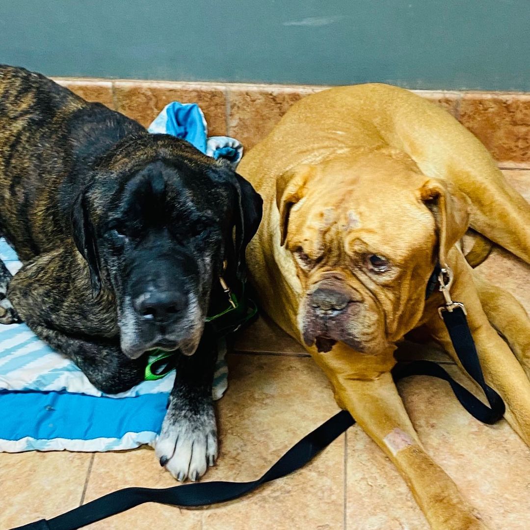 Fosters Tippin and Harley checking in! These boys are on the road to recovery. Tippin (brindle) had a 7 pound mass removed from his spleen. It was not cancer 🎉 
Harley (DDB) came to us as a mess. Turns out, he had undiagnosed Cushings Disease. He has started medications and is doing much better. 

<a target='_blank' href='https://www.instagram.com/explore/tags/bdhp/'>#bdhp</a> <a target='_blank' href='https://www.instagram.com/explore/tags/bdhpi/'>#bdhpi</a> <a target='_blank' href='https://www.instagram.com/explore/tags/bigdogshugepaws/'>#bigdogshugepaws</a> <a target='_blank' href='https://www.instagram.com/explore/tags/cushingsdisease/'>#cushingsdisease</a> <a target='_blank' href='https://www.instagram.com/explore/tags/blinddogsofinstagram/'>#blinddogsofinstagram</a> <a target='_blank' href='https://www.instagram.com/explore/tags/seniordogs/'>#seniordogs</a>