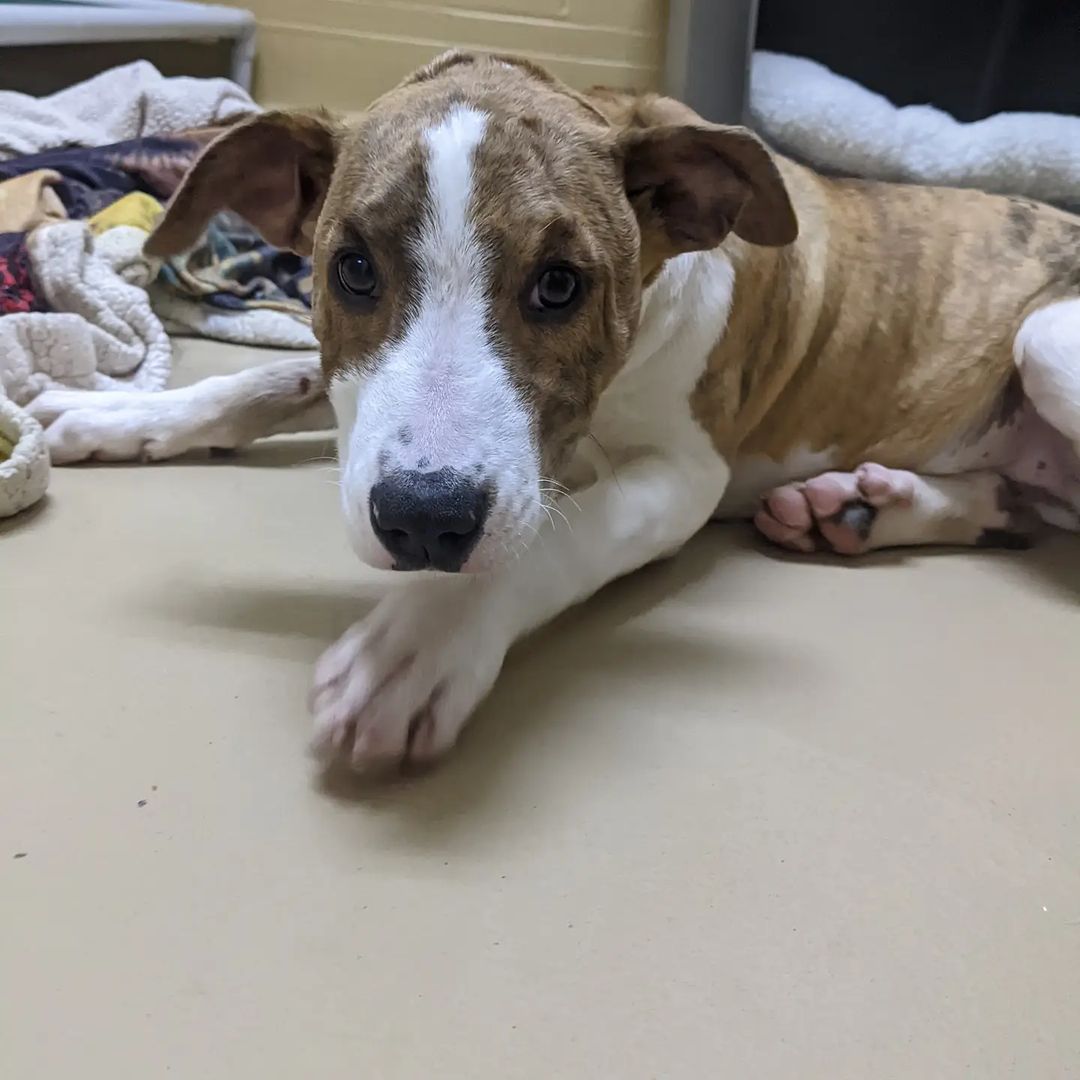 Santa Came early to Pet Network! 🎄 

Cindy Lou and Max are quickly becoming staff favorites ❤️

These big babies are looking for a home for the holidays! 

<a target='_blank' href='https://www.instagram.com/explore/tags/holidays/'>#holidays</a> <a target='_blank' href='https://www.instagram.com/explore/tags/rescue/'>#rescue</a> <a target='_blank' href='https://www.instagram.com/explore/tags/laketahoe/'>#laketahoe</a> <a target='_blank' href='https://www.instagram.com/explore/tags/tahoe/'>#tahoe</a> <a target='_blank' href='https://www.instagram.com/explore/tags/inclinevillage/'>#inclinevillage</a> <a target='_blank' href='https://www.instagram.com/explore/tags/adoptable/'>#adoptable</a> <a target='_blank' href='https://www.instagram.com/explore/tags/petnetwork/'>#petnetwork</a>