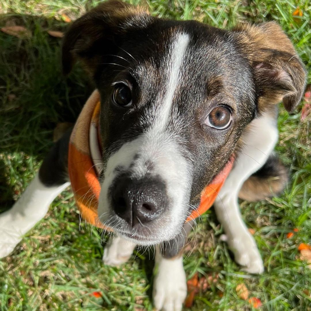 Meet Cruella!
🐾Female
🐾Age: DOB: 7/31/2021
🐾Weight: 20 lbs and growing!
🐾Breed: Beagle/Shepherd/Lab mix
💜
Hey there, I’m Cruella! Please don’t let the name deter you, I am nowhere near the Cruella you are thinking of! You see, I am one happy go lucky puppy who loves to be by my human’s side! I love to cuddle and give tons of kisses! I love playing with the resident dog and haven’t met a dog I did not like! I have also encountered neighborhood cats and did not mind them.
☀️
I enjoy playing with all the toys and enjoy walking around with my stuffies in my mouth; I also love a good chew toy! Since I am young, I am still learning all the basic manners such as house training, crate training and leash training. I am catching on quickly and since I am food motivated, I think I’ll be a pro in no time!
🍁
If you are interested in meeting Cruella, apply to adopt her at www.causeforcanines.org
Must have a flexible schedule to accommodate a puppy’s needs.
Adoption fee: $350
Must be an Ohio resident & 23 or older.
Children must be 5 or older.