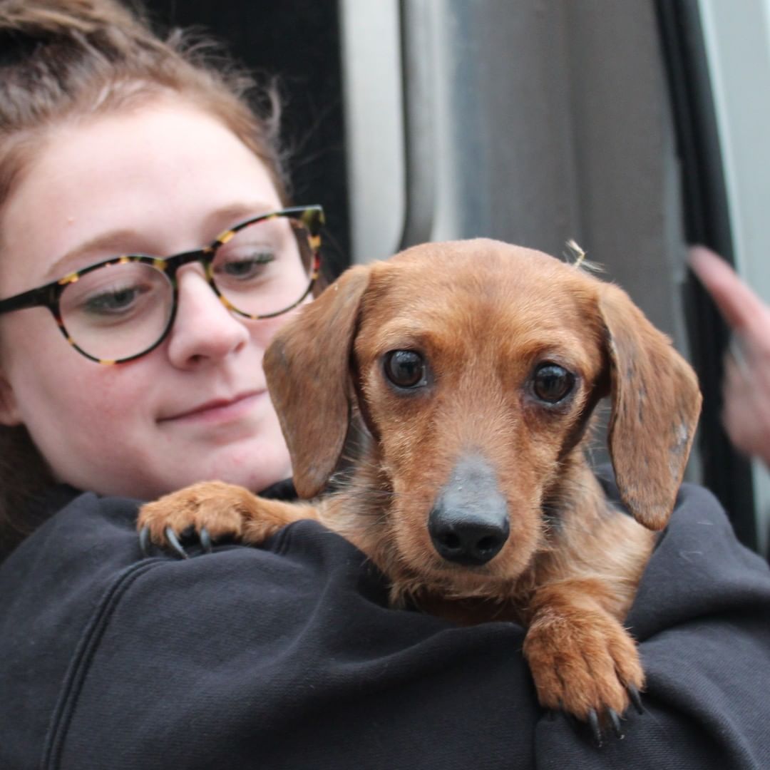 ❗️NEWS❗️ 23 dogs rescued from hoarding just arrived at our West Chester Campus. Saved by a PA shelter who asked for our help, we’ll medically evaluate each dog and groom those in poor condition. A few might be ready for adoption tomorrow, more in the coming days, and some are going to fosters. We’re accepting this large intake on top of our daily local work as one of the region’s only open access shelter; that means we take lost/stray animals from our service areas regardless of medical and behavior needs. Please support this important work with a <a target='_blank' href='https://www.instagram.com/explore/tags/GivingTuesday/'>#GivingTuesday</a> donation, with each $1 donated matched by a donor, up to $50,000: bvspca.org/givingtuesday (link in profile) <a target='_blank' href='https://www.instagram.com/explore/tags/givingtuesday2021/'>#givingtuesday2021</a> <a target='_blank' href='https://www.instagram.com/explore/tags/dachshund/'>#dachshund</a> <a target='_blank' href='https://www.instagram.com/explore/tags/shihtzu/'>#shihtzu</a> <a target='_blank' href='https://www.instagram.com/explore/tags/yorkie/'>#yorkie</a> <a target='_blank' href='https://www.instagram.com/explore/tags/bvspca/'>#bvspca</a>