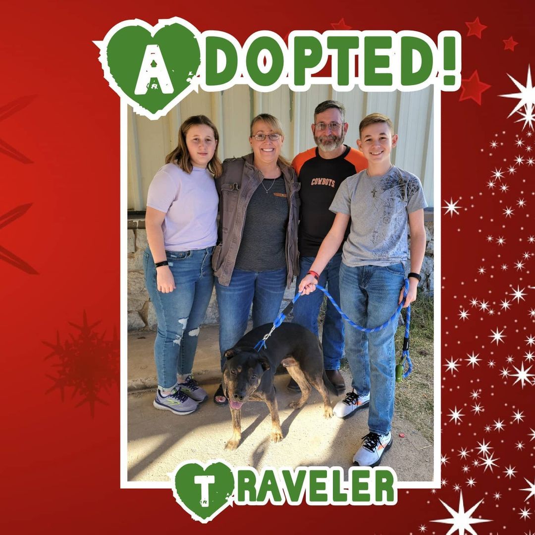 🥰HAPPY TAIL🥰 Congrats to Traveler on finding his happily ever after yesterday (we forgot to post, oops!)! 🥳
<a target='_blank' href='https://www.instagram.com/explore/tags/rescue/'>#rescue</a> <a target='_blank' href='https://www.instagram.com/explore/tags/dontshopadopt/'>#dontshopadopt</a> <a target='_blank' href='https://www.instagram.com/explore/tags/mixedbreedpurelove/'>#mixedbreedpurelove</a> <a target='_blank' href='https://www.instagram.com/explore/tags/foster/'>#foster</a> <a target='_blank' href='https://www.instagram.com/explore/tags/fosteringsaveslives/'>#fosteringsaveslives</a> <a target='_blank' href='https://www.instagram.com/explore/tags/volunteer/'>#volunteer</a> <a target='_blank' href='https://www.instagram.com/explore/tags/sponsor/'>#sponsor</a> <a target='_blank' href='https://www.instagram.com/explore/tags/donate/'>#donate</a> <a target='_blank' href='https://www.instagram.com/explore/tags/bethechange/'>#bethechange</a> <a target='_blank' href='https://www.instagram.com/explore/tags/onebyoneuntiltherearenone/'>#onebyoneuntiltherearenone</a> 
🎄 shelterfriends.org 🎄