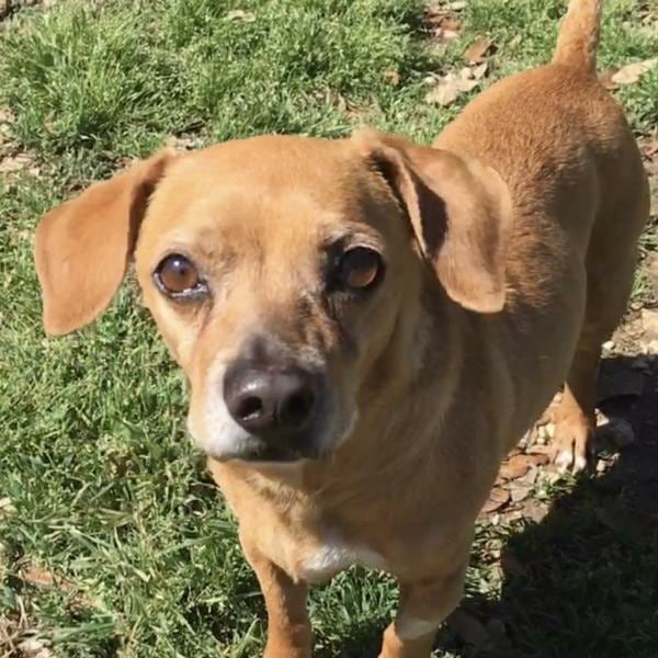 HI there! I'm Petey, a chihuahua mix, possibly with dachshund and/or beagle but I don't care! I just love to shake and toss stuffy toys and chase balls, but mostly I love to beg for your attention by wrapping myself around your legs or scratching my back on your dangling feet. I would really like to be an only dog, because I just want my own human. But if you insist I'd like a girlfriend who is about my size and age (10 yrs). I'd love just a quiet adult home with someone who wants a loyal companion and will take me for walks and buy me toys. I don't need to sleep on your bed if you don't want, and would love a cozy cave to nestle in at night. I love my bedtime treat! I am neutered, was treated for heart worm so I'm good there, I need a dental every year because I didn't take care of my teeth in my early years. I'm super healthy and active for my age, you just won't believe it! I have all my vaccines and preventatives. Please send in an application for me please please please...?? I'm waiting for you! Apply at the link in our bio.
<a target='_blank' href='https://www.instagram.com/explore/tags/chiweenie/'>#chiweenie</a> <a target='_blank' href='https://www.instagram.com/explore/tags/chieagle/'>#chieagle</a> <a target='_blank' href='https://www.instagram.com/explore/tags/chieagle/'>#chieagle</a>  <a target='_blank' href='https://www.instagram.com/explore/tags/chiweeniesofinstagram/'>#chiweeniesofinstagram</a> <a target='_blank' href='https://www.instagram.com/explore/tags/chieaglesofinstagram/'>#chieaglesofinstagram</a> <a target='_blank' href='https://www.instagram.com/explore/tags/ilikelittlemuttsandicannotlie/'>#ilikelittlemuttsandicannotlie</a> <a target='_blank' href='https://www.instagram.com/explore/tags/helotestx/'>#helotestx</a> <a target='_blank' href='https://www.instagram.com/explore/tags/helotes/'>#helotes</a> <a target='_blank' href='https://www.instagram.com/explore/tags/heloteshumane/'>#heloteshumane</a> <a target='_blank' href='https://www.instagram.com/explore/tags/helotestx/'>#helotestx</a> <a target='_blank' href='https://www.instagram.com/explore/tags/sanantoniopets/'>#sanantoniopets</a> <a target='_blank' href='https://www.instagram.com/explore/tags/petoftheweek/'>#petoftheweek</a> <a target='_blank' href='https://www.instagram.com/explore/tags/adoptaseniorpet/'>#adoptaseniorpet</a> <a target='_blank' href='https://www.instagram.com/explore/tags/seniorpets/'>#seniorpets</a> <a target='_blank' href='https://www.instagram.com/explore/tags/daschund/'>#daschund</a> <a target='_blank' href='https://www.instagram.com/explore/tags/beagle/'>#beagle</a> <a target='_blank' href='https://www.instagram.com/explore/tags/adoptdontshop/'>#adoptdontshop</a>