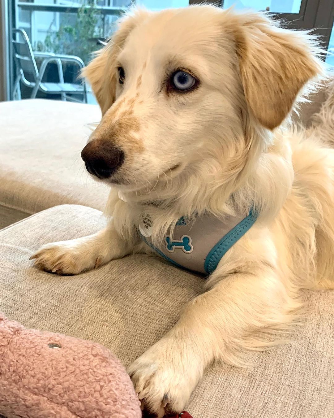 🌟 Handsome, adorable, super sweet Chipo who gets stopped wherever he goes is AVAILABLE for ADOPTION ❣️

CHIPO | 9 months old | Male |neutered | up-to-date on vaccinations | Super Sweet

Think Golden Retriever/Spaniel/Low Rider and you have sweet 9 month old Chipo. A stunning looking pup that has people stopping on the street to give him a pet. Well he's up for that..he is the first to sit at their feet and show them his belly to maximize the opportunity. 

Chipo is super sweet and affectionate. There is nothing he likes more than cuddling on the couch leaned up against you. He has excitable bouts of energy where he loves to run around but spends most of his time lazing at your feet. Chipo is a human's best friend! He loves anyone who will give him a pat, and is very gentle with children. 

Chipo is super gentle and calm. He's very friendly and submissive. He loves to nibble on his favourite toy. He's house- trained and knows basic tricks like sit, paw and lie down. His unique eyes and funny personality make him extra special. Anyone who ends up with Chipo has a best friend for life. 

Chipo would be ideal as a second dog in the home, as he loves company. He'd be fine as the only dog if his human was at home a lot of the time. 

Chipo's adoption fee is $1500. 

To adopt Chipo, please complete the application which can be found in our Bio above OR on our website 👇

www.pawsacrossthewater.ca

<a target='_blank' href='https://www.instagram.com/explore/tags/adoptdontshop/'>#adoptdontshop</a> <a target='_blank' href='https://www.instagram.com/explore/tags/adopt/'>#adopt</a> <a target='_blank' href='https://www.instagram.com/explore/tags/rescuedogsofinstagram/'>#rescuedogsofinstagram</a> <a target='_blank' href='https://www.instagram.com/explore/tags/family/'>#family</a> <a target='_blank' href='https://www.instagram.com/explore/tags/doglovers/'>#doglovers</a> <a target='_blank' href='https://www.instagram.com/explore/tags/cutedogs/'>#cutedogs</a>