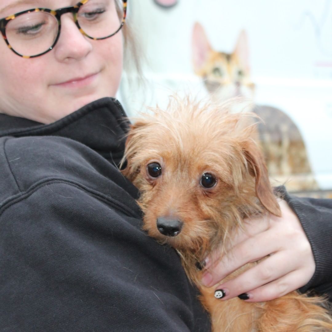 ❗️NEWS❗️ 23 dogs rescued from hoarding just arrived at our West Chester Campus. Saved by a PA shelter who asked for our help, we’ll medically evaluate each dog and groom those in poor condition. A few might be ready for adoption tomorrow, more in the coming days, and some are going to fosters. We’re accepting this large intake on top of our daily local work as one of the region’s only open access shelter; that means we take lost/stray animals from our service areas regardless of medical and behavior needs. Please support this important work with a <a target='_blank' href='https://www.instagram.com/explore/tags/GivingTuesday/'>#GivingTuesday</a> donation, with each $1 donated matched by a donor, up to $50,000: bvspca.org/givingtuesday (link in profile) <a target='_blank' href='https://www.instagram.com/explore/tags/givingtuesday2021/'>#givingtuesday2021</a> <a target='_blank' href='https://www.instagram.com/explore/tags/dachshund/'>#dachshund</a> <a target='_blank' href='https://www.instagram.com/explore/tags/shihtzu/'>#shihtzu</a> <a target='_blank' href='https://www.instagram.com/explore/tags/yorkie/'>#yorkie</a> <a target='_blank' href='https://www.instagram.com/explore/tags/bvspca/'>#bvspca</a>