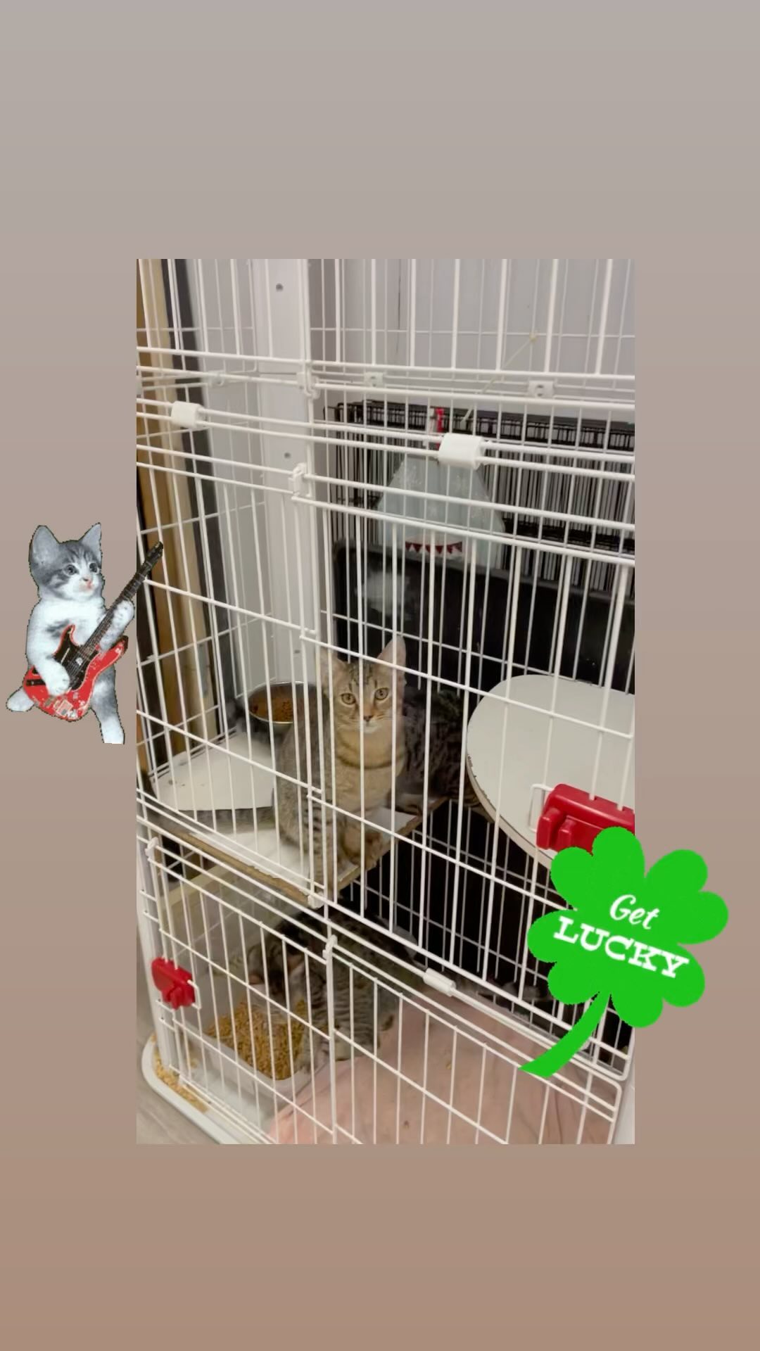 Kittens kittens!!!😻😻😻😻

UFAR has so many cute and sweet kittens that would love to spend the holidays with their new families!🥰🐾 Run around the house and spread love!

Don’t wait any longer to save a life and bring extra happiness to your family !! They can’t wait to meet you!!🎉

We are open from Tuesday to Sunday 1pm to 6pm.🐾🐾

366 South State rd.7 Margate 33068 😻

Adoption application and to see all our available pets, go to www.ufarescue.org 

<a target='_blank' href='https://www.instagram.com/explore/tags/hollidaywithnewpet/'>#hollidaywithnewpet</a> <a target='_blank' href='https://www.instagram.com/explore/tags/adoptsontshop/'>#adoptsontshop</a> <a target='_blank' href='https://www.instagram.com/explore/tags/ufarescue/'>#ufarescue</a> <a target='_blank' href='https://www.instagram.com/explore/tags/kittensforadoption/'>#kittensforadoption</a> <a target='_blank' href='https://www.instagram.com/explore/tags/rescueusmyfavoritebreed/'>#rescueusmyfavoritebreed</a> <a target='_blank' href='https://www.instagram.com/explore/tags/kittycat/'>#kittycat</a> <a target='_blank' href='https://www.instagram.com/explore/tags/southfloridapets/'>#southfloridapets</a> <a target='_blank' href='https://www.instagram.com/explore/tags/kittylove/'>#kittylove</a>