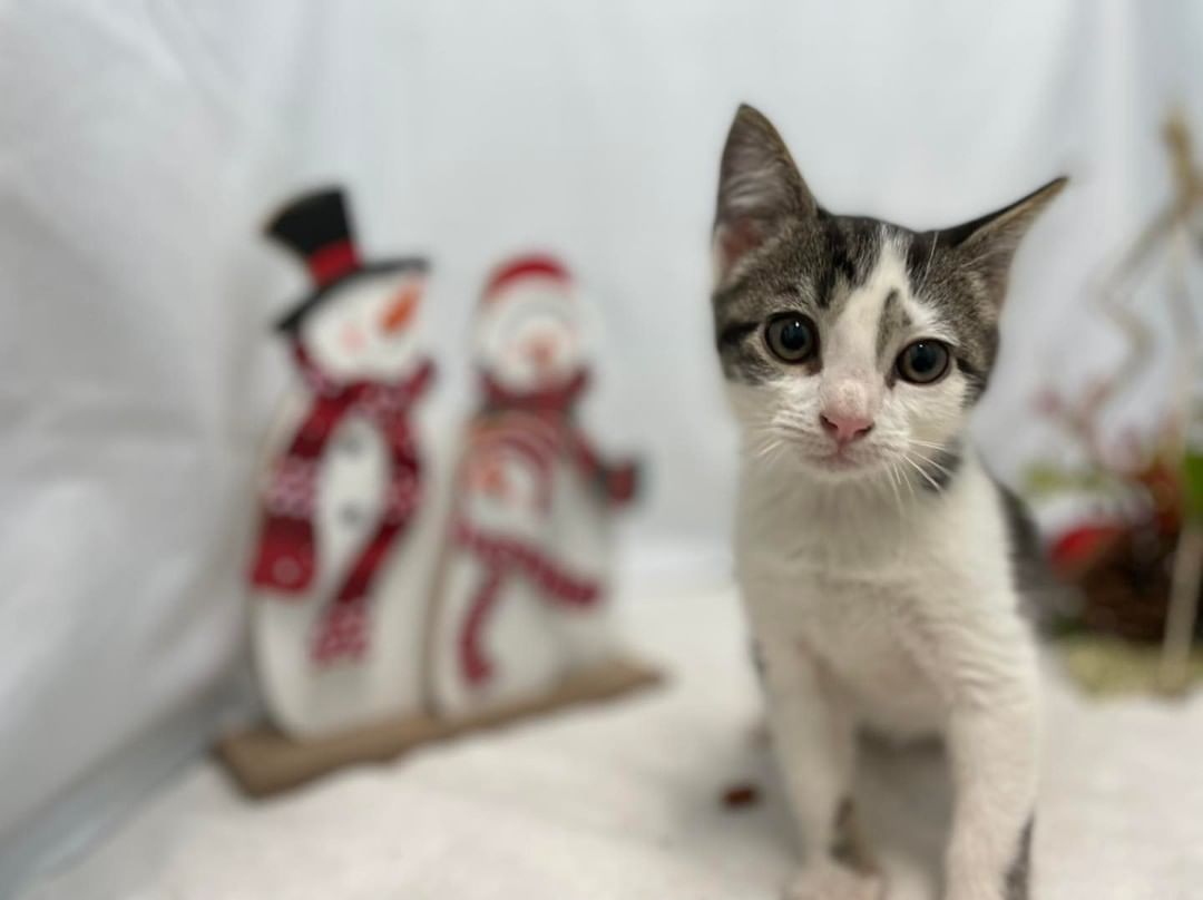 Three in a litter! Social, sweet babies, eight weeks of age, and signed over for immediate adoption. Tabby and white male is Kris; black and white male is Teddy; brown tabby female is Belinda. Please consider adopting today! Go to our website to find an application, www.friendsofcampbellcounty.org