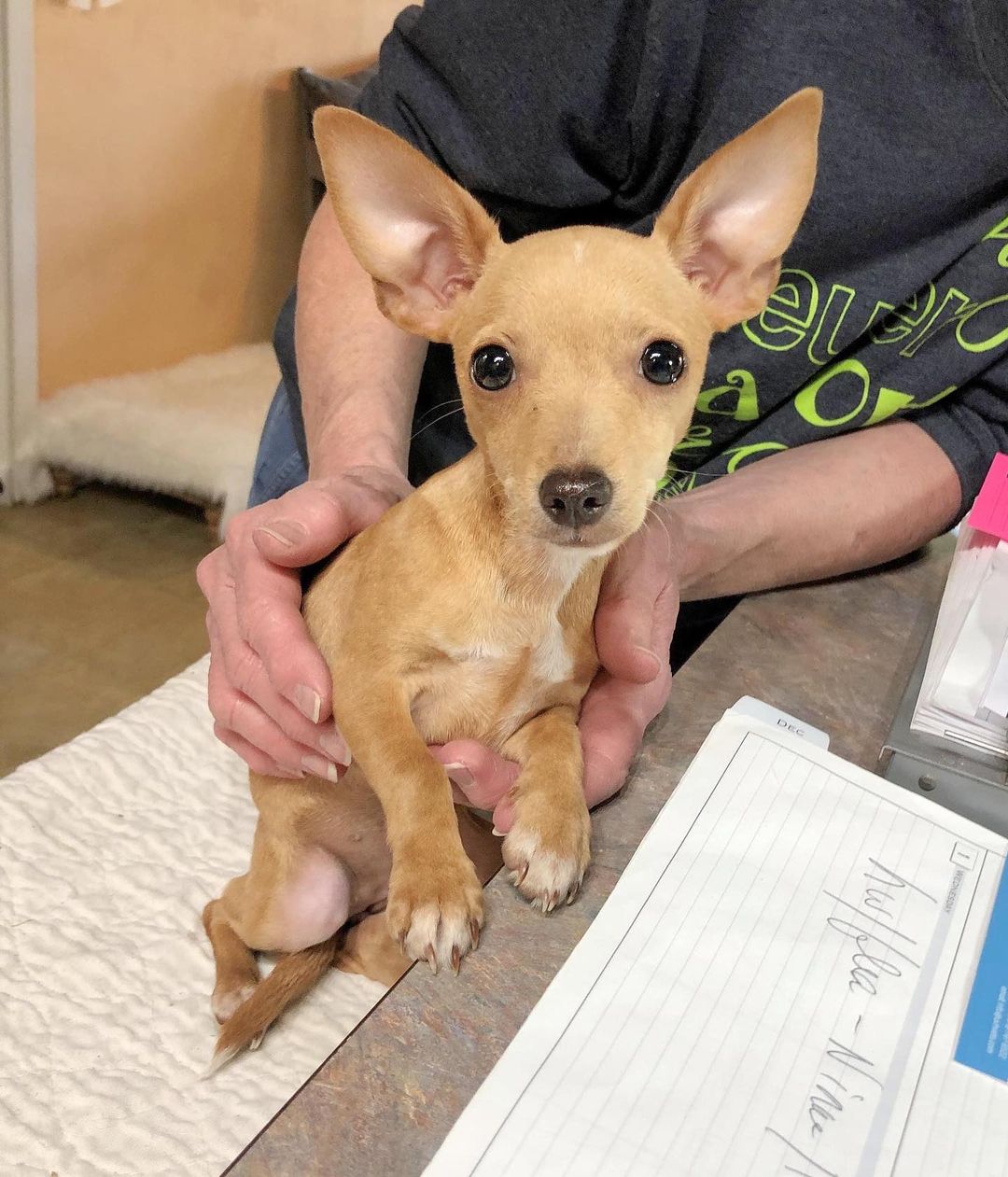 NOT YET TAKING APPLICATIONS – NOT YET AVAILABLE FOR ADOPTION

NEW INTAKE 11/29/2021:  Dimma - female - approx DOB 10/4/2021 - current weight 3.2 pounds - Chihuahua

Reason for intake:  We were in a trailer park picking up a dog from an owner who contacted us for help.  While visiting with him, he told us about two puppies that his neighbor was trying to find a home for.  He took us to the neighbor's home and the neighbor surrendered both puppies to us.  We asked him if we could pay to have his male neutered since he was the daddy and there were other females in the home.  He agreed and was thankful and it is being arranged with one of our vets.  We've named the two female puppies Dimma and Limma Lim and they will stay with us until they receive at least two rounds of vaccinations.  We will post them for adoption soon.

NOT TAKING APPLICATIONS:  We are not taking applications yet. We will post when s(he) is ready for adoption.  In the interest of fairness, EARLY application submissions will NOT be considered.  Please note…  we cannot respond to messages/emails, etc., on dogs that are NOT yet available for adoption.  Please wait until the dog is available for adoption.  We appreciate your cooperation and understanding.