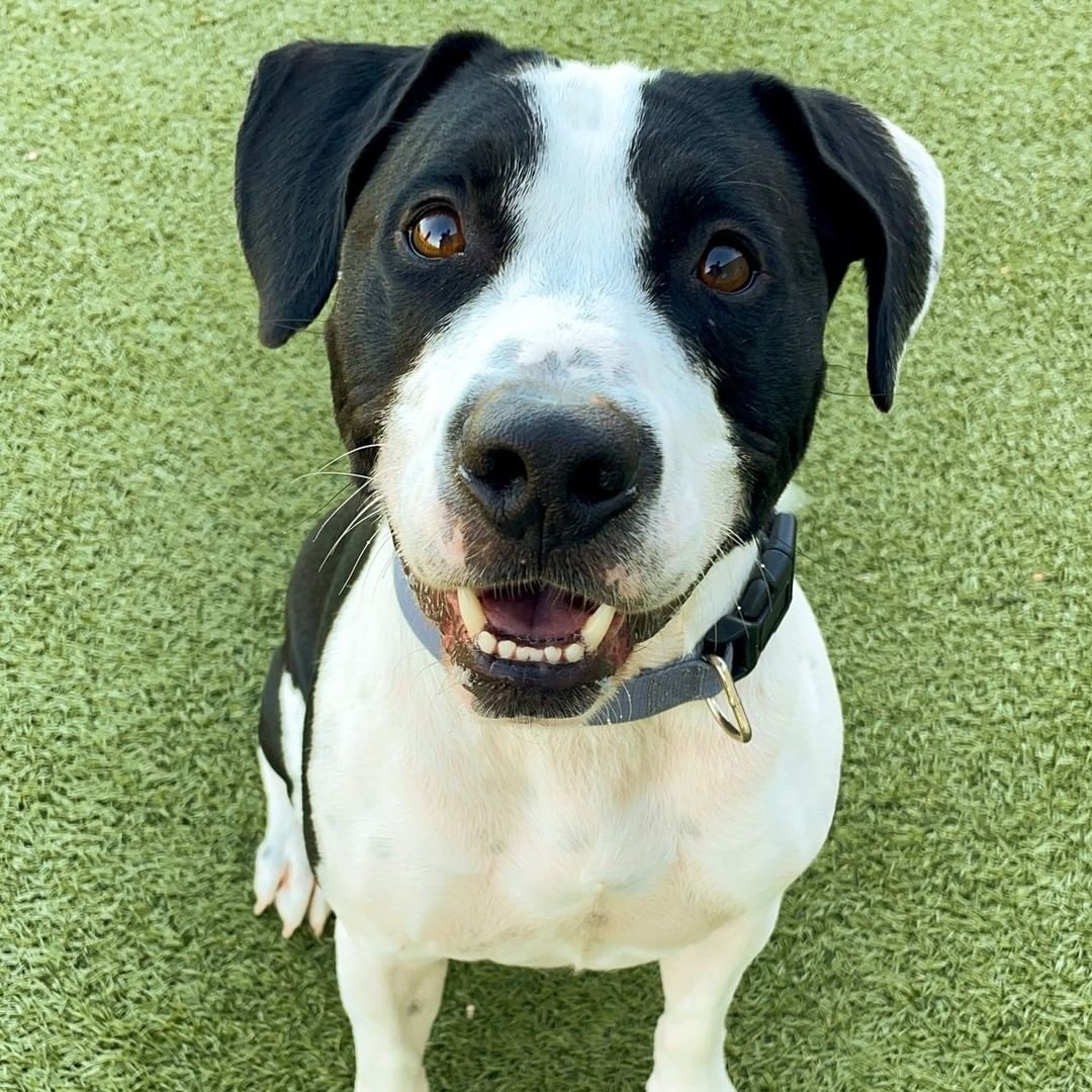 Odin 😍😍
This sweet boy is so excited to meet his forever family. He loves to play fetch, and even knows how to 'sit'!
Give us a call at (316) 524-9196 to place a hold on Odin.
Visit our website www.kshumane.org to learn more about Odin.
<a target='_blank' href='https://www.instagram.com/explore/tags/AdoptICT/'>#AdoptICT</a>