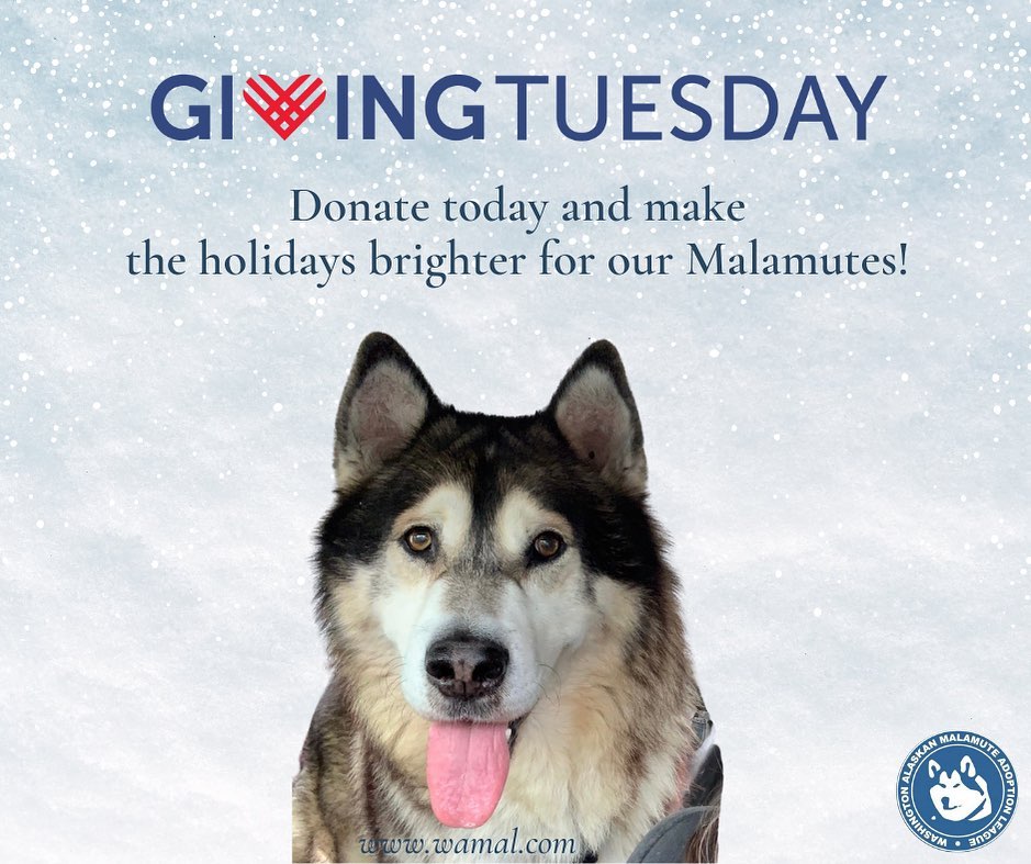 Today is <a target='_blank' href='https://www.instagram.com/explore/tags/GivingTuesday/'>#GivingTuesday</a> , donate today and make the holidays brighter for our Malamutes. 

It's been a long year and our fundraising has been almost non-existent due to covid. Two years of minimal fundraising is hard on a rescue especially because the dogs in need are coming into rescue in record numbers. 

Meta will match donations up to the first $8 million and we would appreciate any donation you can make, every little bit helps even $5.