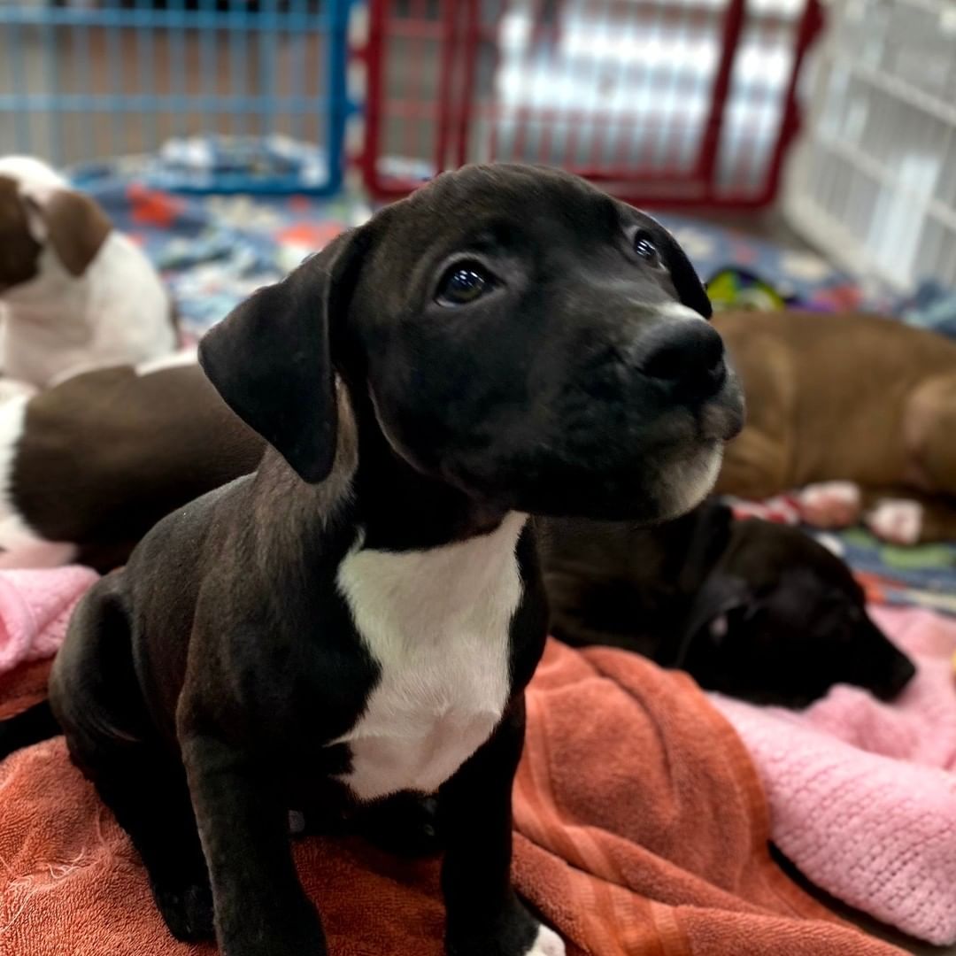 Alpha is a 13 week old mixed breed puppy. This handsome boys black sleek fur and puppy dog eyes will make your heart melt.  He has a big personality and loves to play.  Always the first one at the pen looking for love and attention.  He does  well with dogs big and small and gets along great with our children (the youngest being 8).

To be considered the first step is to apply here: https://www.pawsup4rescue.org/dog-cat-applicaiton 
We are located in Joliet Illinois and require adopters be within a 100-mile radius to adopt. If your app is picked we will be in touch by phone to set up a private meet.  If the dog is adopted we will post the adoption pic. Information on fees can be found here: https://www.pawsup4rescue.org/adoptions
<a target='_blank' href='https://www.instagram.com/explore/tags/pu4r/'>#pu4r</a> <a target='_blank' href='https://www.instagram.com/explore/tags/PawsUp4Rescue/'>#PawsUp4Rescue</a> <a target='_blank' href='https://www.instagram.com/explore/tags/fosterdog/'>#fosterdog</a> <a target='_blank' href='https://www.instagram.com/explore/tags/rescuedog/'>#rescuedog</a> <a target='_blank' href='https://www.instagram.com/explore/tags/adoptdontshop/'>#adoptdontshop</a>