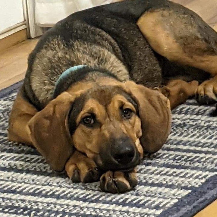 Hi, my name is Clarabelle. If you are looking for a lovable goofball, I'm your girl. I'm a 9 month old hound mix about 35 pounds but I'm still growing to match my long legs and adorable ears. Don't let the hound in me deter you as I rarely bark. The only time you hear me is when my foster brothers have a toy that I'm dying to play with. I get along with every dog I meet as well as the cat and human sister. If I'm not playing, you'll find me curled up with my human sister enjoying some cuddles. I'm also crate trained and housebroken.

To be considered the first step is to apply here: https://www.pawsup4rescue.org/dog-cat-applicaiton 
We are located in Joliet Illinois and require adopters be within a 100-mile radius to adopt. If your app is picked we will be in touch by phone to set up a private meet.  If the dog is adopted we will post the adoption pic. Information on fees can be found here: https://www.pawsup4rescue.org/adoptions
<a target='_blank' href='https://www.instagram.com/explore/tags/pu4r/'>#pu4r</a> <a target='_blank' href='https://www.instagram.com/explore/tags/PawsUp4Rescue/'>#PawsUp4Rescue</a> <a target='_blank' href='https://www.instagram.com/explore/tags/fosterdog/'>#fosterdog</a> <a target='_blank' href='https://www.instagram.com/explore/tags/rescuedog/'>#rescuedog</a> <a target='_blank' href='https://www.instagram.com/explore/tags/adoptdontshop/'>#adoptdontshop</a>