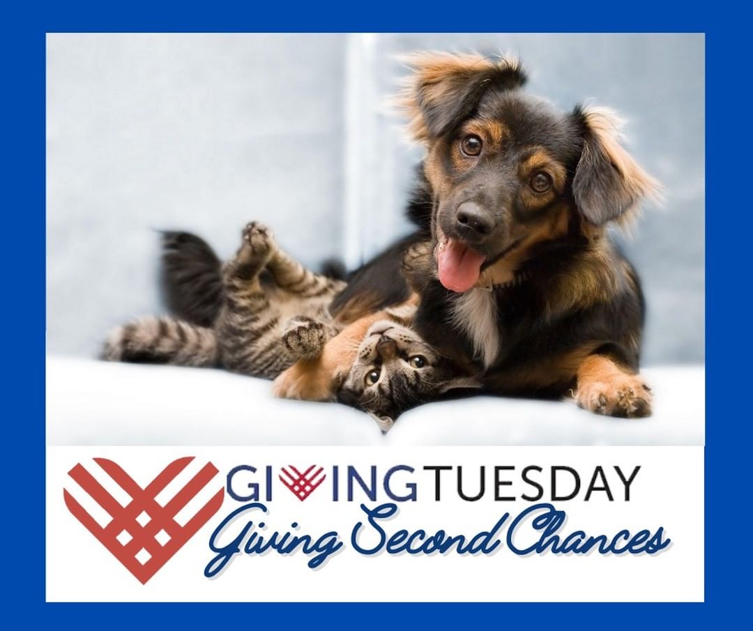 *** <a target='_blank' href='https://www.instagram.com/explore/tags/GivingTuesday/'>#GivingTuesday</a> is tomorrow!! ***

On this <a target='_blank' href='https://www.instagram.com/explore/tags/GivingTuesday/'>#GivingTuesday</a>, we are so grateful for your support. Without you, what we do would not be possible.  In the spirit of this season of giving, we are coming to you for your continued support. Please consider making a donation either to our fundraiser on our Facebook page or via the link below -- there is absolutely no amount too small or that we can't use! Just look at some of the ways your donation could help give a second chance to a deserving animal:
💙$1,000 Funds an Orthopedic Surgery
💙$500 Funds Two Heartworm Treatments
💙$250 Funds One Dental Cleaning
💙$50 Funds One Pet Intake Sponsorship
With the click of a button, you could save a life this Christmas season!

https://fuzzyfriendsrescue.com/donate/