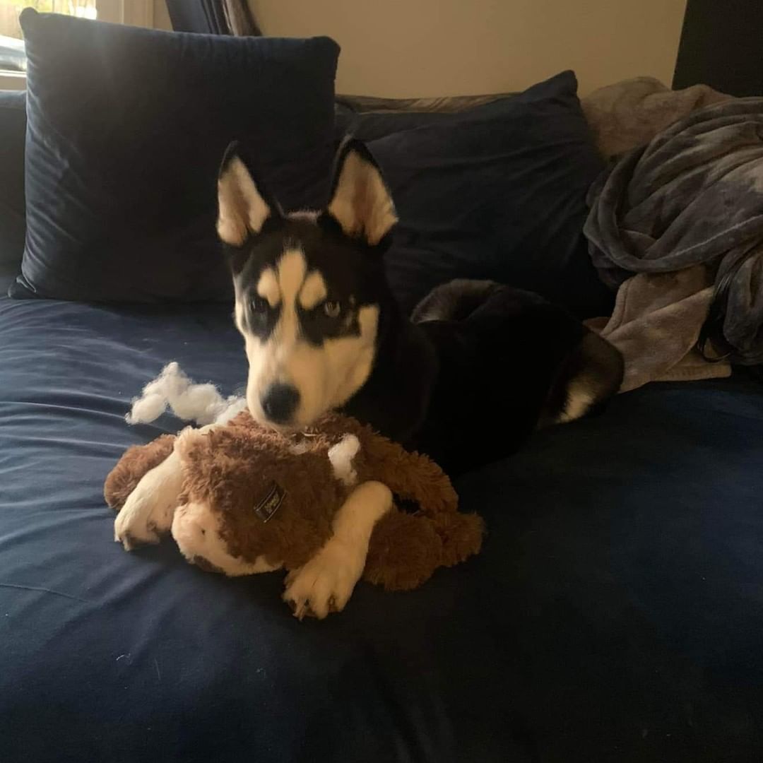 Titus is the softest, craziest, puppy. He is super active, super smart, and SUPER food motivated. In a week he has mastered potty training, sit, come, and paw. Titus plays well with other dogs, after a few minutes of warm up. Not so awesome with cats yet. He will need an active family, who knows the Husky quirks.

To be considered the first step is to apply here: https://www.pawsup4rescue.org/dog-cat-applicaiton 
We are located in Joliet Illinois and require adopters be within a 100-mile radius to adopt. If your app is picked we will be in touch by phone to set up a private meet.  If the dog is adopted we will post the adoption pic. Information on fees can be found here: https://www.pawsup4rescue.org/adoptions
<a target='_blank' href='https://www.instagram.com/explore/tags/pu4r/'>#pu4r</a> <a target='_blank' href='https://www.instagram.com/explore/tags/PawsUp4Rescue/'>#PawsUp4Rescue</a> <a target='_blank' href='https://www.instagram.com/explore/tags/fosterdog/'>#fosterdog</a> <a target='_blank' href='https://www.instagram.com/explore/tags/rescuedog/'>#rescuedog</a> <a target='_blank' href='https://www.instagram.com/explore/tags/adoptdontshop/'>#adoptdontshop</a>