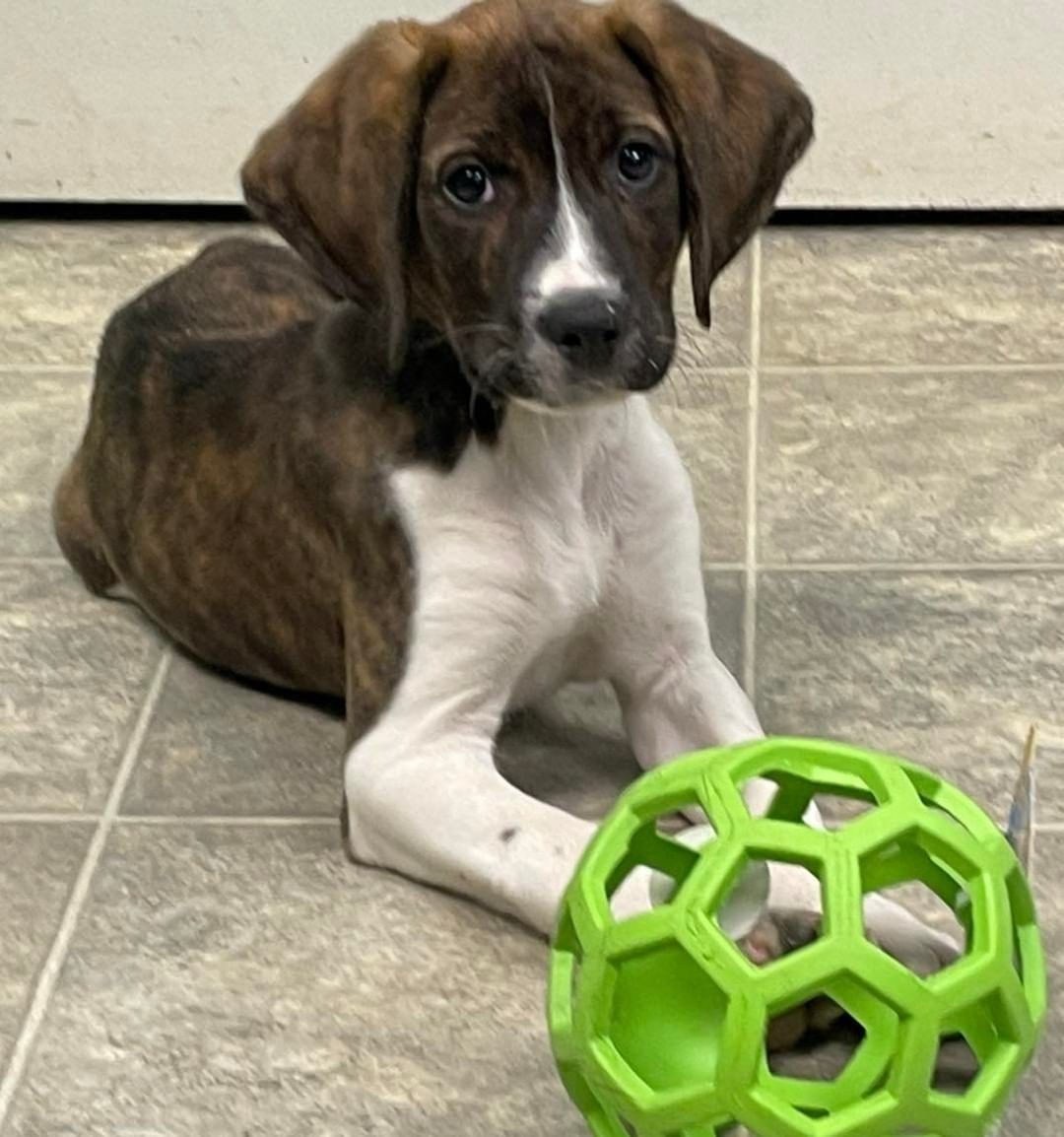 Gobbler is available for adoption on Tuesday. He is a vocal but fun-loving hound mix puppy who in typical puppy fashion loves exploring, tasting everything, and peeing indiscriminately. What a cutie!