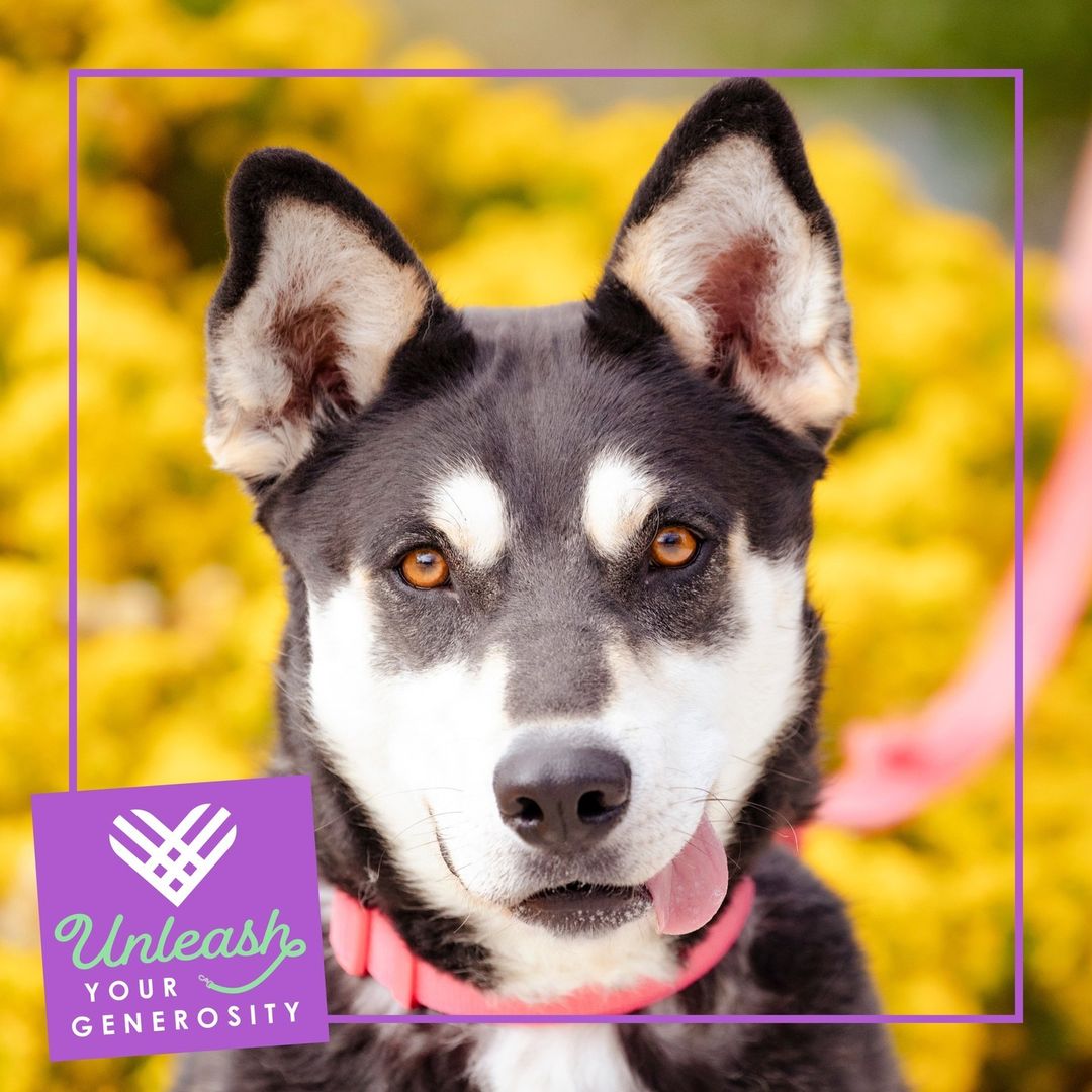 Unleash your generosity for pets like Khloe, who is looking forward to plenty of belly rubs and tasty treats this holiday season! Today is <a target='_blank' href='https://www.instagram.com/explore/tags/GivingTuesday/'>#GivingTuesday</a> and you can make a difference for homeless and hurting pets all over New Mexico! They are counting on you this <a target='_blank' href='https://www.instagram.com/explore/tags/GT/'>#GT</a> to make their lives better! Will you help them? Donate now by visiting our link in bio. ⁠
⁠
Give today and, thanks to a generous donor, your <a target='_blank' href='https://www.instagram.com/explore/tags/GT/'>#GT</a> donation will be matched dollar-for-dollar up to a $5,000 total! ⁠
.⁠
.⁠
.⁠
.⁠
.⁠
<a target='_blank' href='https://www.instagram.com/explore/tags/GivingTuesday/'>#GivingTuesday</a>, <a target='_blank' href='https://www.instagram.com/explore/tags/PerfectPetNM/'>#PerfectPetNM</a>, <a target='_blank' href='https://www.instagram.com/explore/tags/AnimalHumaneNM/'>#AnimalHumaneNM</a> <a target='_blank' href='https://www.instagram.com/explore/tags/animalhumanenewmexico/'>#animalhumanenewmexico</a> <a target='_blank' href='https://www.instagram.com/explore/tags/animalhumanenm/'>#animalhumanenm</a> <a target='_blank' href='https://www.instagram.com/explore/tags/petlovers/'>#petlovers</a> <a target='_blank' href='https://www.instagram.com/explore/tags/ilovepets/'>#ilovepets</a> <a target='_blank' href='https://www.instagram.com/explore/tags/opttoadopt/'>#opttoadopt</a> <a target='_blank' href='https://www.instagram.com/explore/tags/adoptapet/'>#adoptapet</a> <a target='_blank' href='https://www.instagram.com/explore/tags/rescuepets/'>#rescuepets</a> <a target='_blank' href='https://www.instagram.com/explore/tags/rescues/'>#rescues</a> <a target='_blank' href='https://www.instagram.com/explore/tags/rescuedismyfavouritebreed/'>#rescuedismyfavouritebreed</a> <a target='_blank' href='https://www.instagram.com/explore/tags/adoptionsaveslives/'>#adoptionsaveslives</a> <a target='_blank' href='https://www.instagram.com/explore/tags/rescuecatsrock/'>#rescuecatsrock</a> <a target='_blank' href='https://www.instagram.com/explore/tags/spayneuter/'>#spayneuter</a> <a target='_blank' href='https://www.instagram.com/explore/tags/petrescue/'>#petrescue</a> <a target='_blank' href='https://www.instagram.com/explore/tags/furfamily/'>#furfamily</a> <a target='_blank' href='https://www.instagram.com/explore/tags/rescuecatsofinstagram/'>#rescuecatsofinstagram</a> <a target='_blank' href='https://www.instagram.com/explore/tags/adoptastray/'>#adoptastray</a>⁠ <a target='_blank' href='https://www.instagram.com/explore/tags/petfinder/'>#petfinder</a> <a target='_blank' href='https://www.instagram.com/explore/tags/rescuedog/'>#rescuedog</a> <a target='_blank' href='https://www.instagram.com/explore/tags/adoptdontshop/'>#adoptdontshop</a> <a target='_blank' href='https://www.instagram.com/explore/tags/stray/'>#stray</a> <a target='_blank' href='https://www.instagram.com/explore/tags/rescuecat/'>#rescuecat</a> <a target='_blank' href='https://www.instagram.com/explore/tags/rescuesofinstagram/'>#rescuesofinstagram</a> <a target='_blank' href='https://www.instagram.com/explore/tags/sheltercat/'>#sheltercat</a> <a target='_blank' href='https://www.instagram.com/explore/tags/give/'>#give</a>