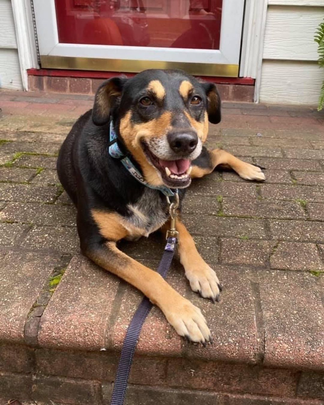 ✨Meet ROXY✨

Roxy is 99% perfect (and we want a perfect forever home for her!)
She is dog/cat friendly and the sweetest pupper ever! Look at that SMILE😍

Roxy is currently being fostered in East Meadow, NY. Think you might have the home she deserves? Contact us at reboundhounds@gmail.com!