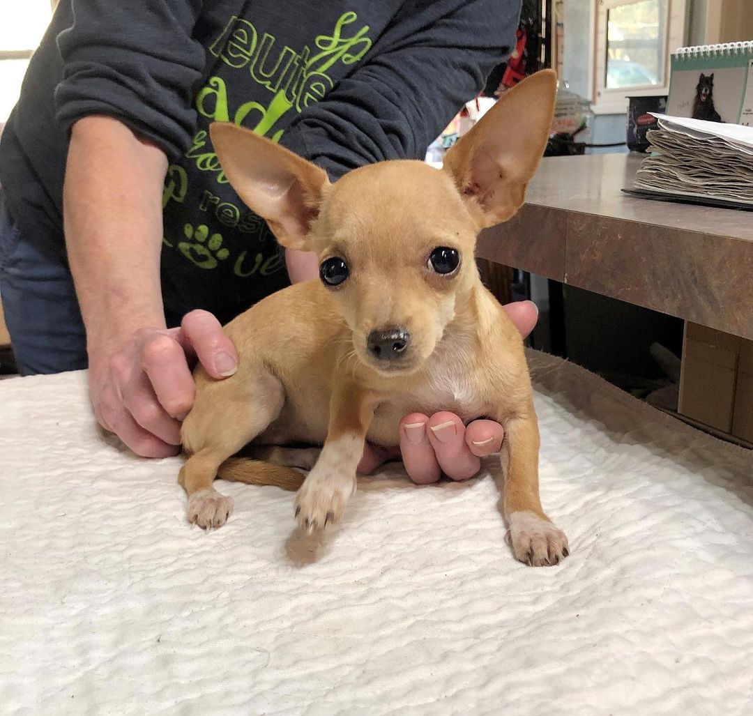 NOT YET TAKING APPLICATIONS – NOT YET AVAILABLE FOR ADOPTION

NEW INTAKE 11/29/2021:  Limma Lim - female - approx DOB 10/4/2021 - current weight 3.0 pounds - Chihuahua

Reason for intake:  We were in a trailer park picking up a dog from an owner who contacted us for help.  While visiting with him, he told us about two puppies that his neighbor was trying to find a home for.  He took us to the neighbor's home and the neighbor surrendered both puppies to us.  We asked him if we could pay to have his male neutered since he was the daddy and there were other females in the home.  He agreed and was thankful and it is being arranged with one of our vets.  We've named the two female puppies Dimma and Limma Lim and they will stay with us until they receive at least two rounds of vaccinations.  We will post them for adoption soon.

NOT TAKING APPLICATIONS:  We are not taking applications yet. We will post when s(he) is ready for adoption.  In the interest of fairness, EARLY application submissions will NOT be considered.  Please note…  we cannot respond to messages/emails, etc., on dogs that are NOT yet available for adoption.  Please wait until the dog is available for adoption.  We appreciate your cooperation and understanding.